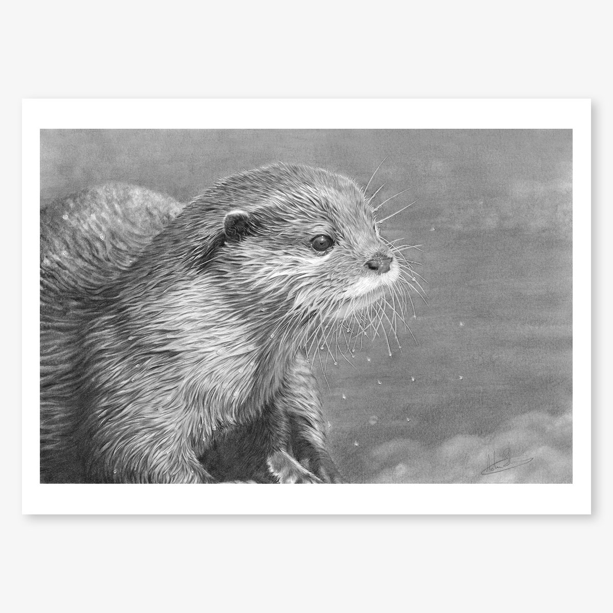 otter_study_floating.jpg