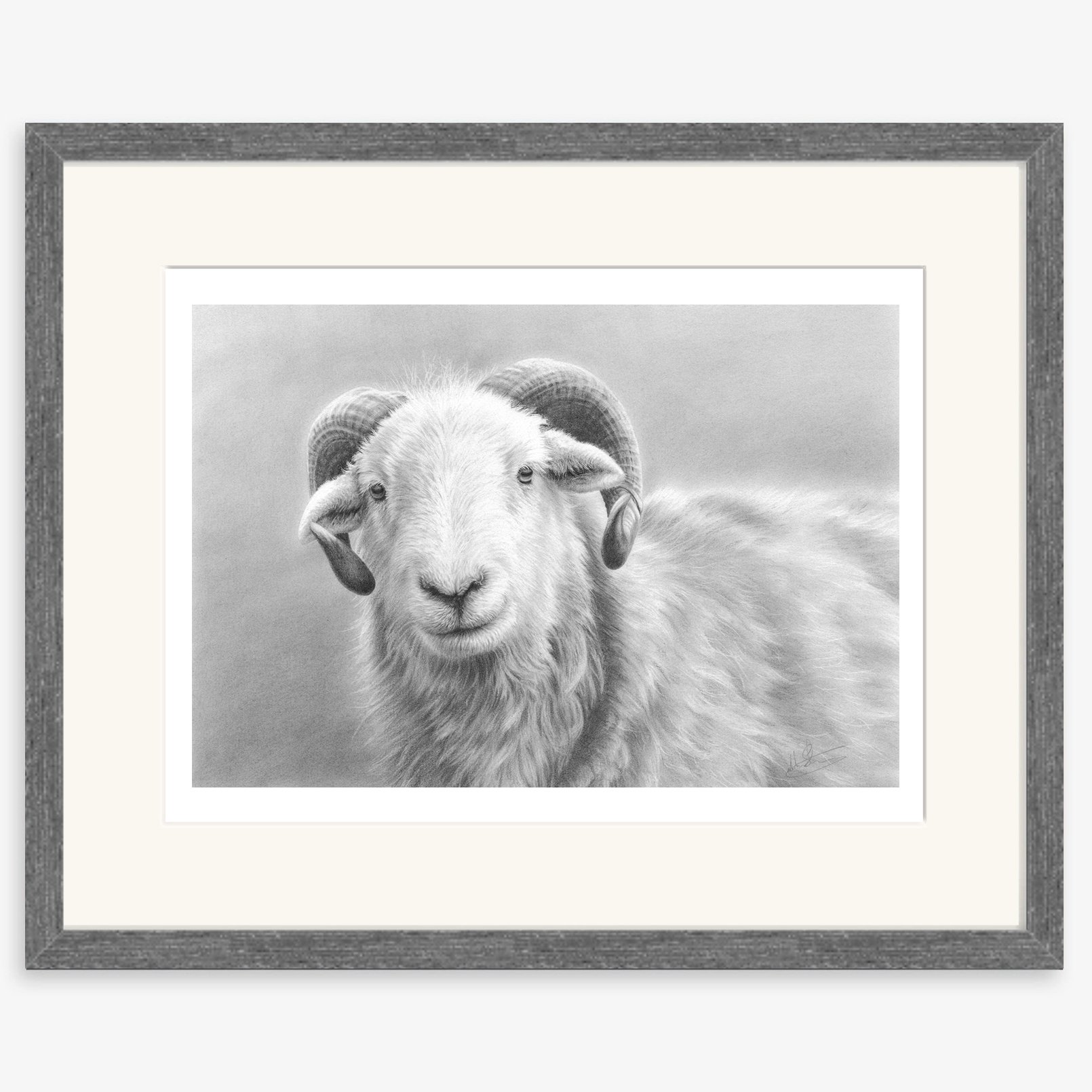 herdwick_tup_charcoal.jpg
