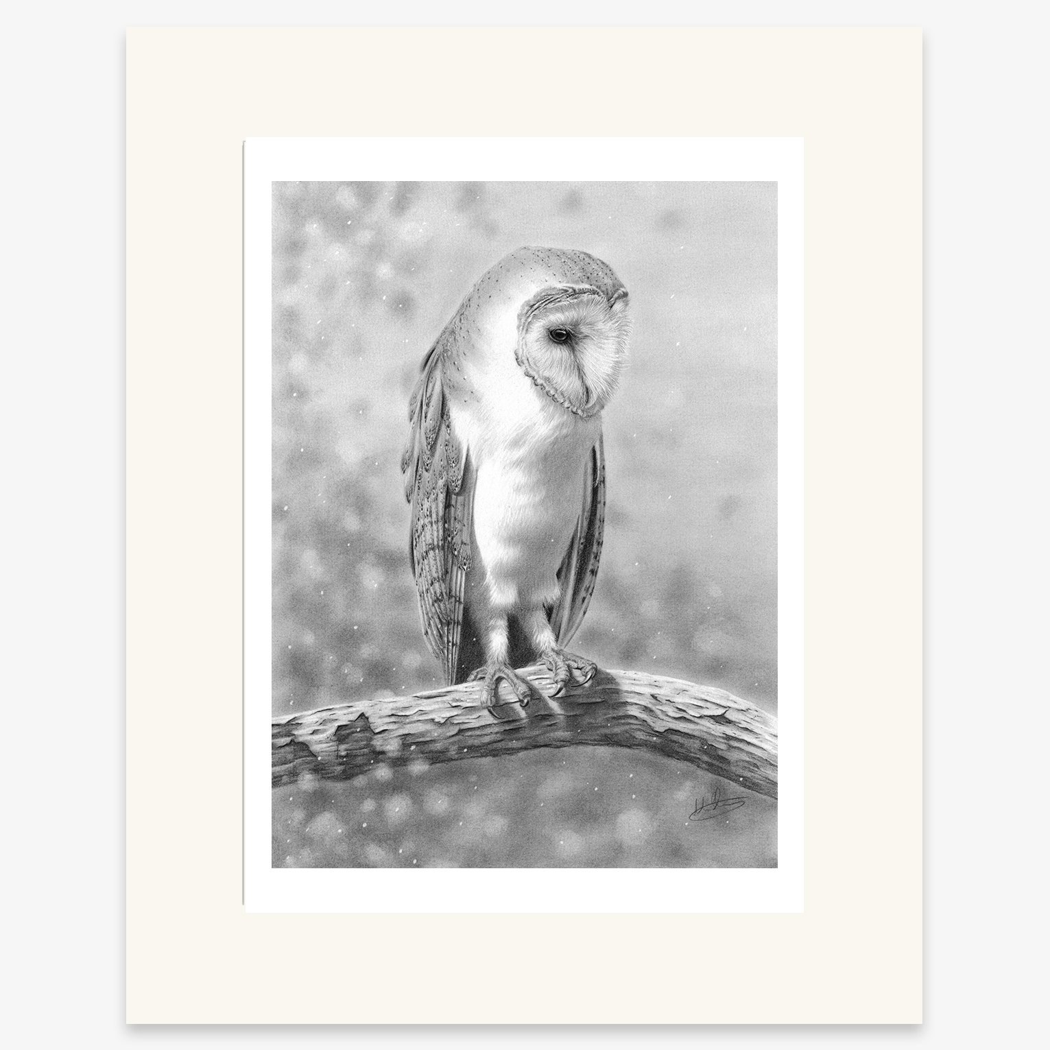 barn_owl_on_birch_mounted.jpg