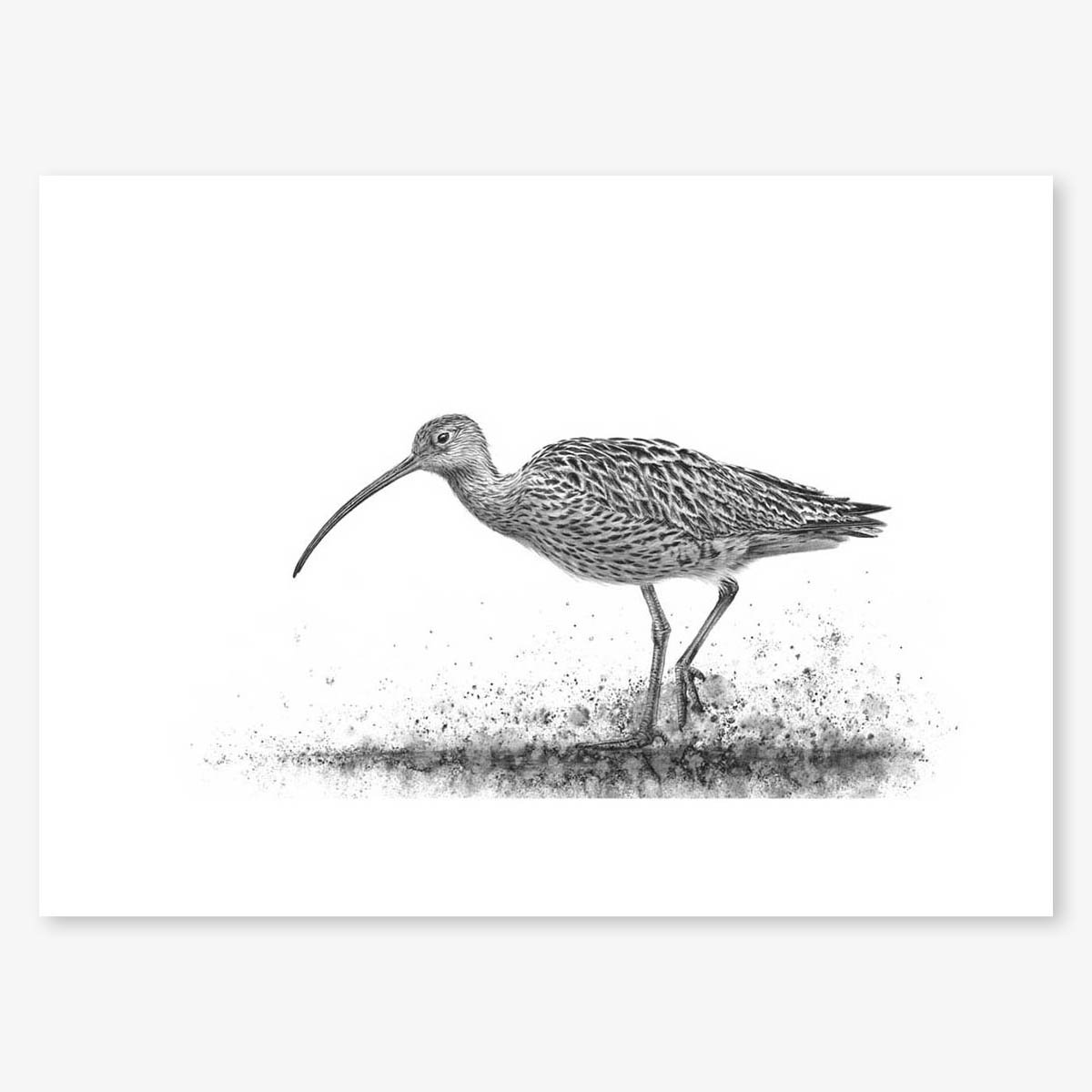curlew-wading-I_floating.jpg