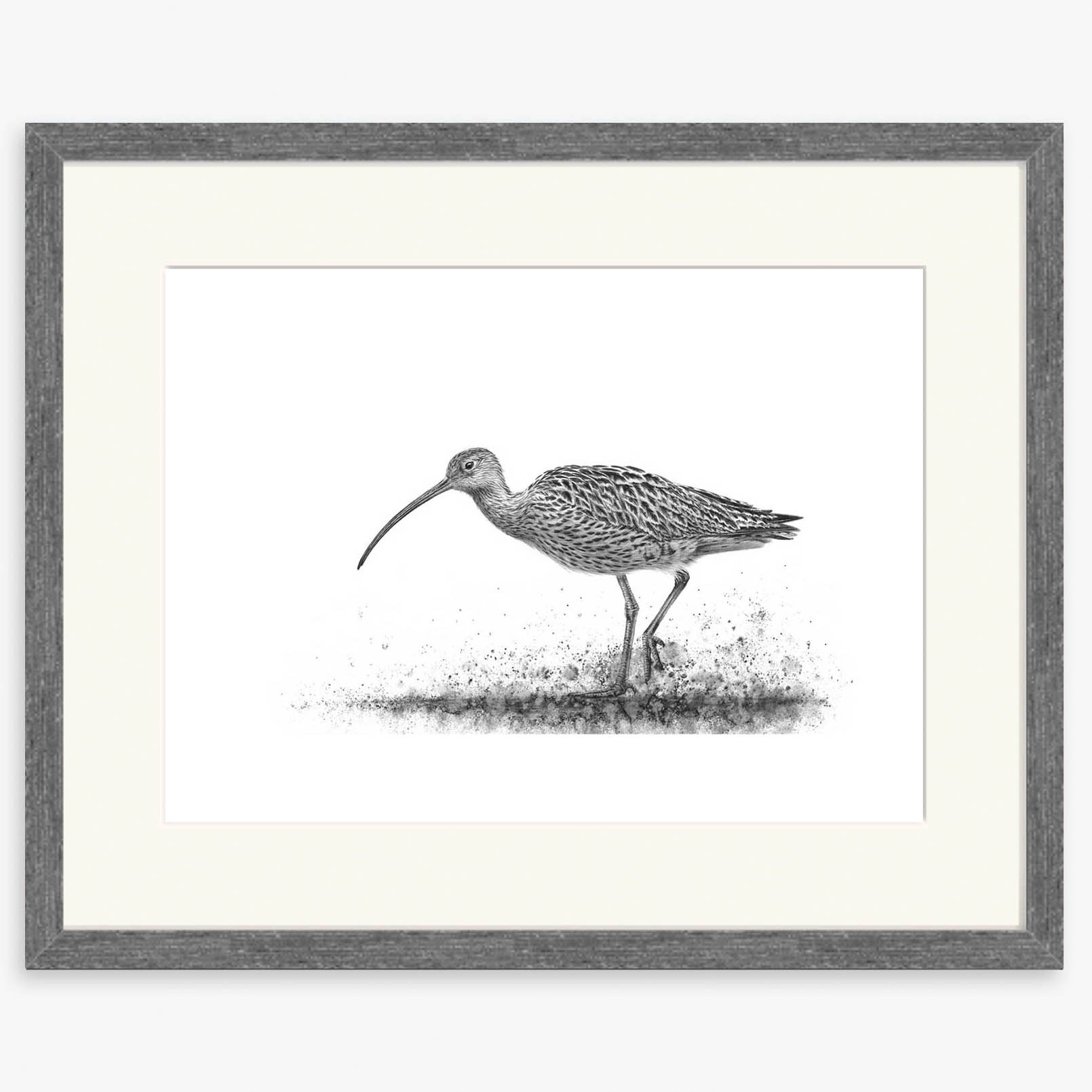 curlew-wading-I_charcoal.jpg