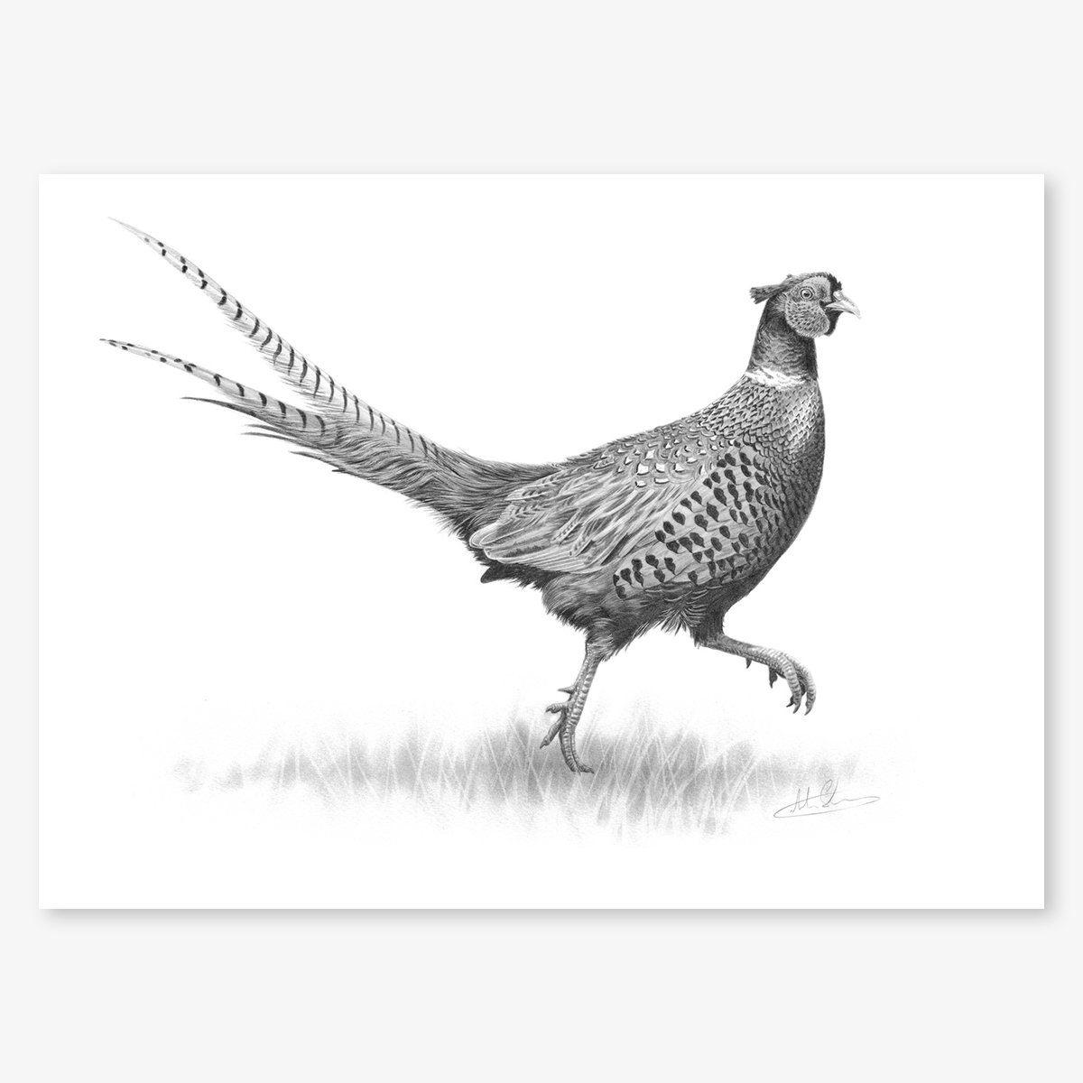 strutting pheasant_floating.jpg