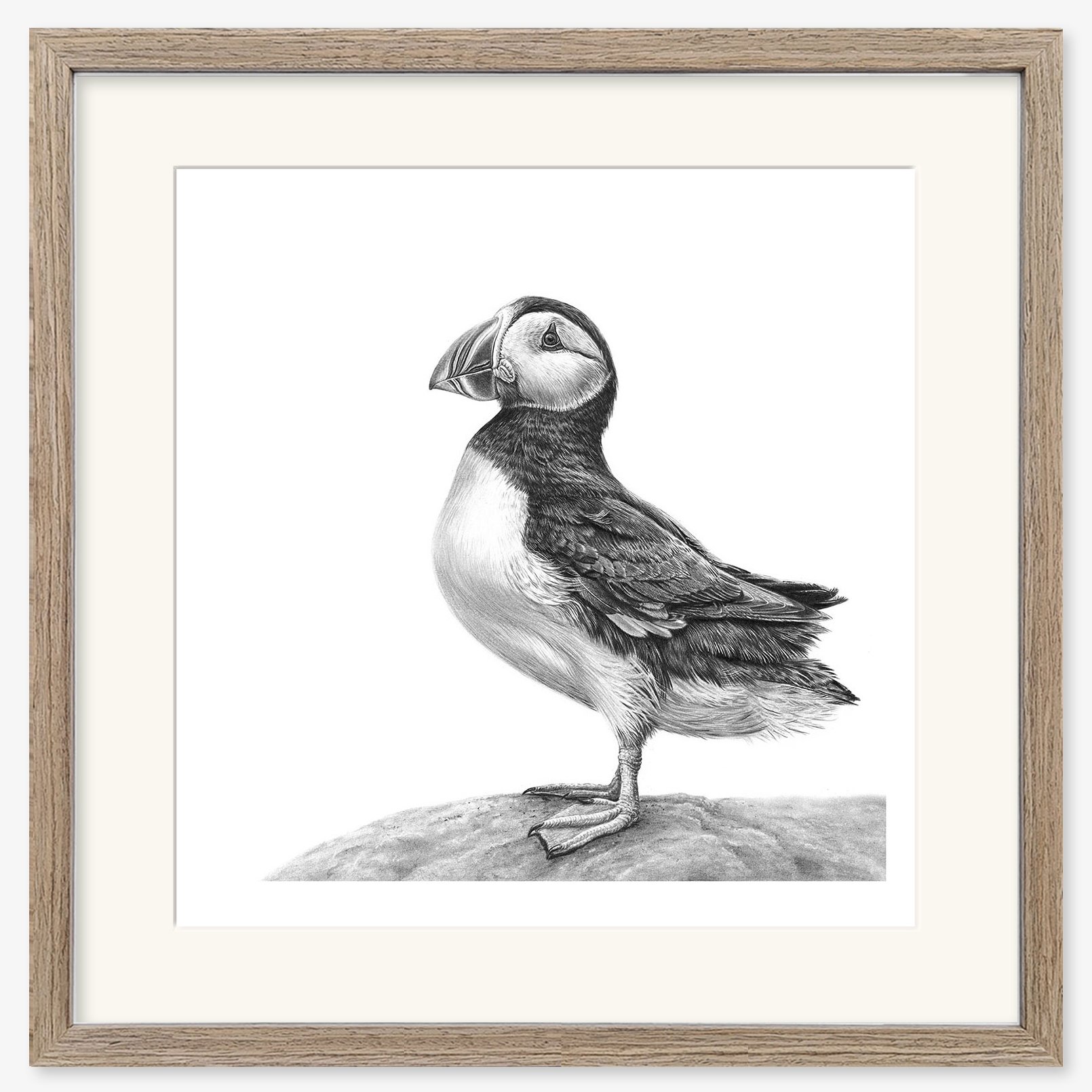 Puffin_walnut.jpg