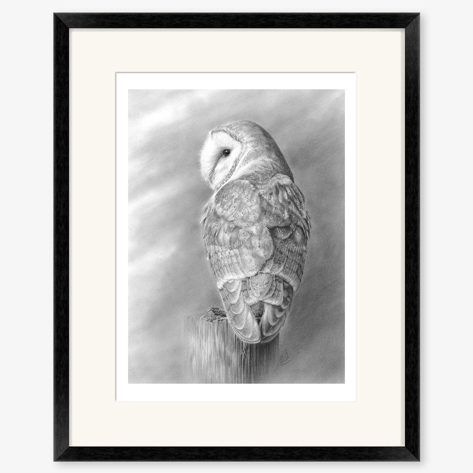 Barn Owl at Rest_black.jpg
