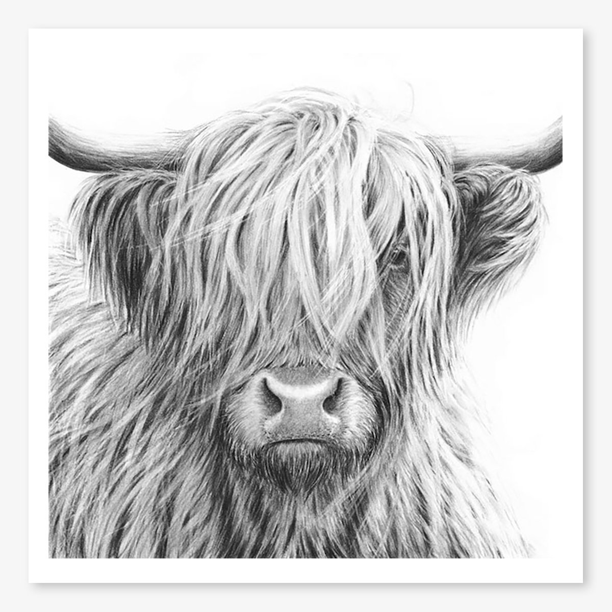 highland_cow_V copy_floating.jpg