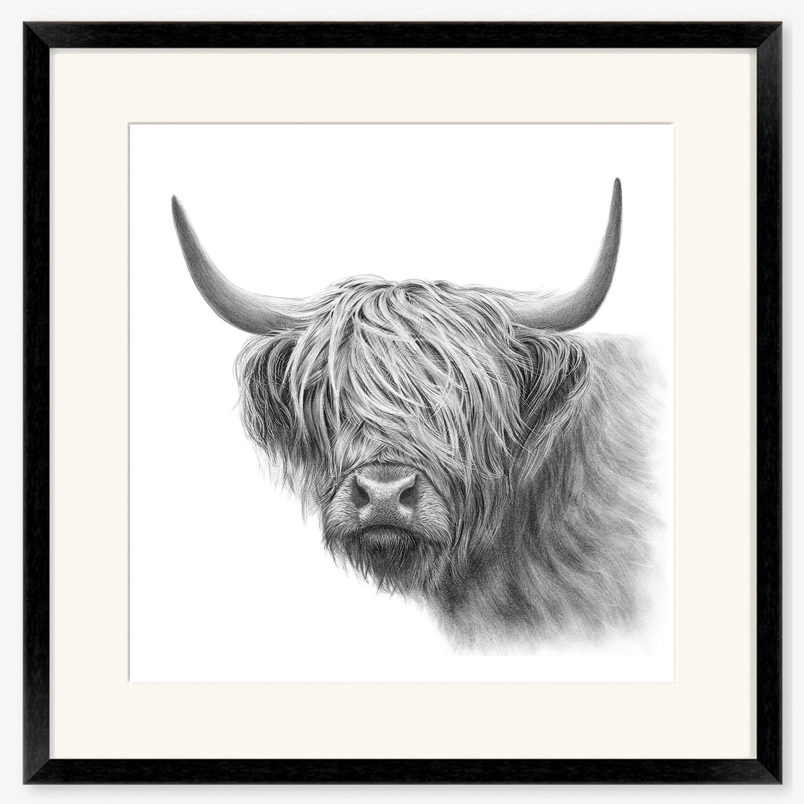 highland_cow_vi_black.jpg