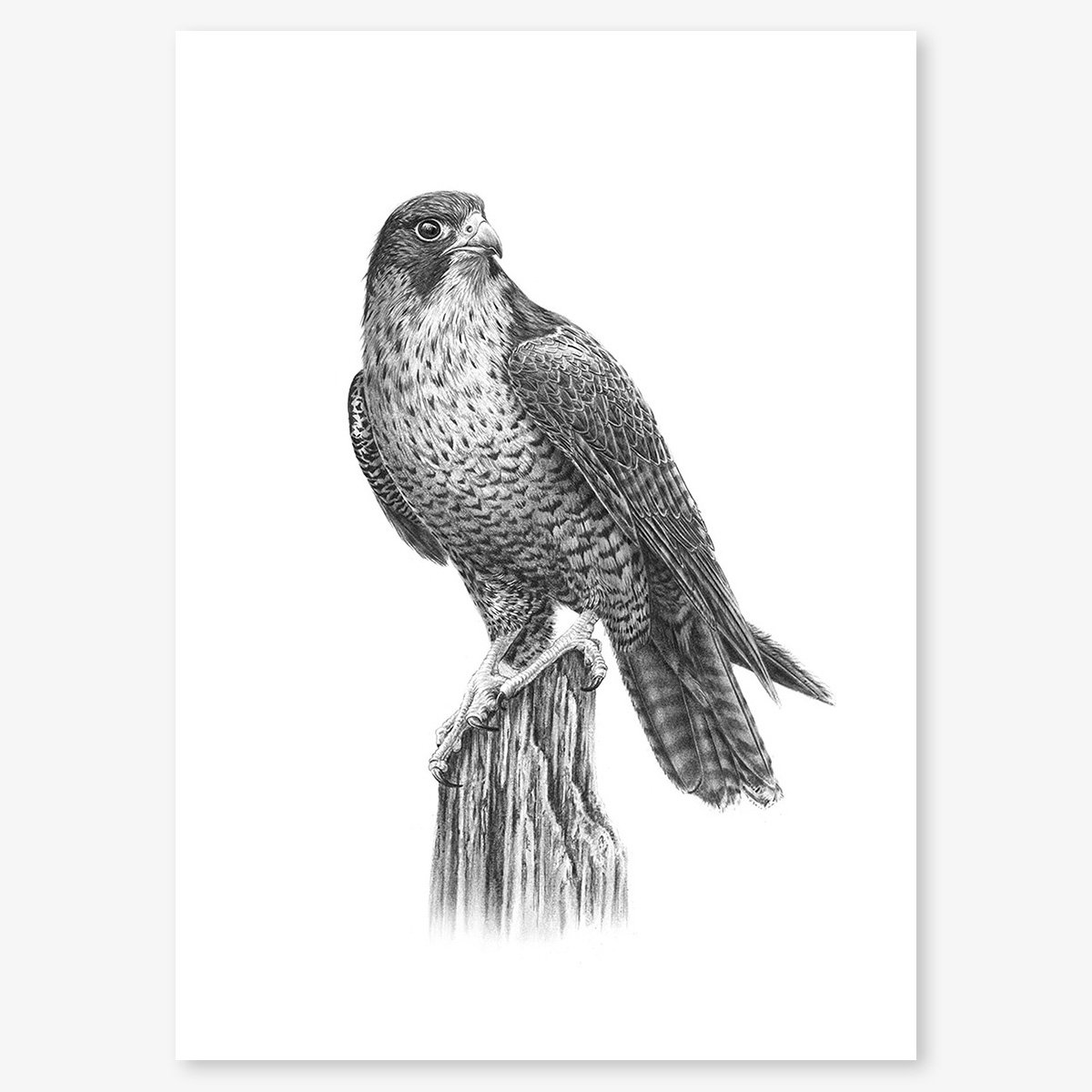 Peregrine_falcon_floating.jpg
