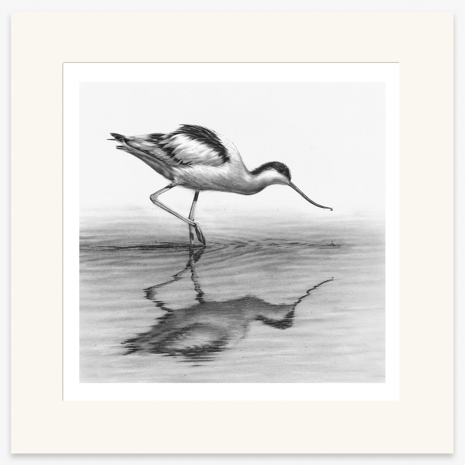 avocet_mounted.jpg
