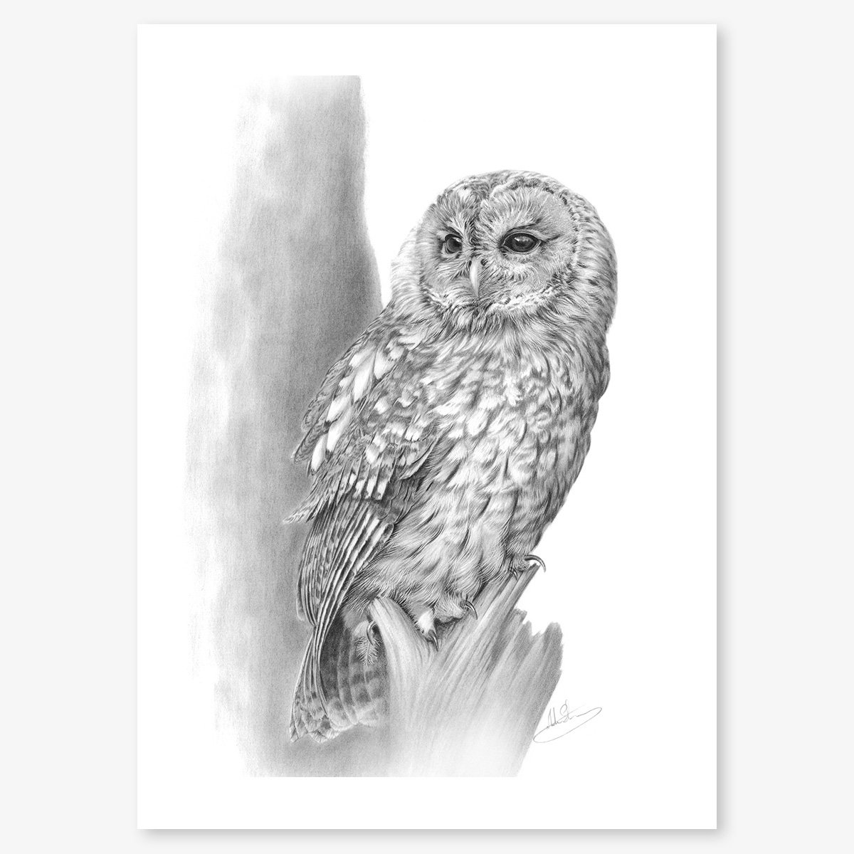 tawny_owl_floating.jpg