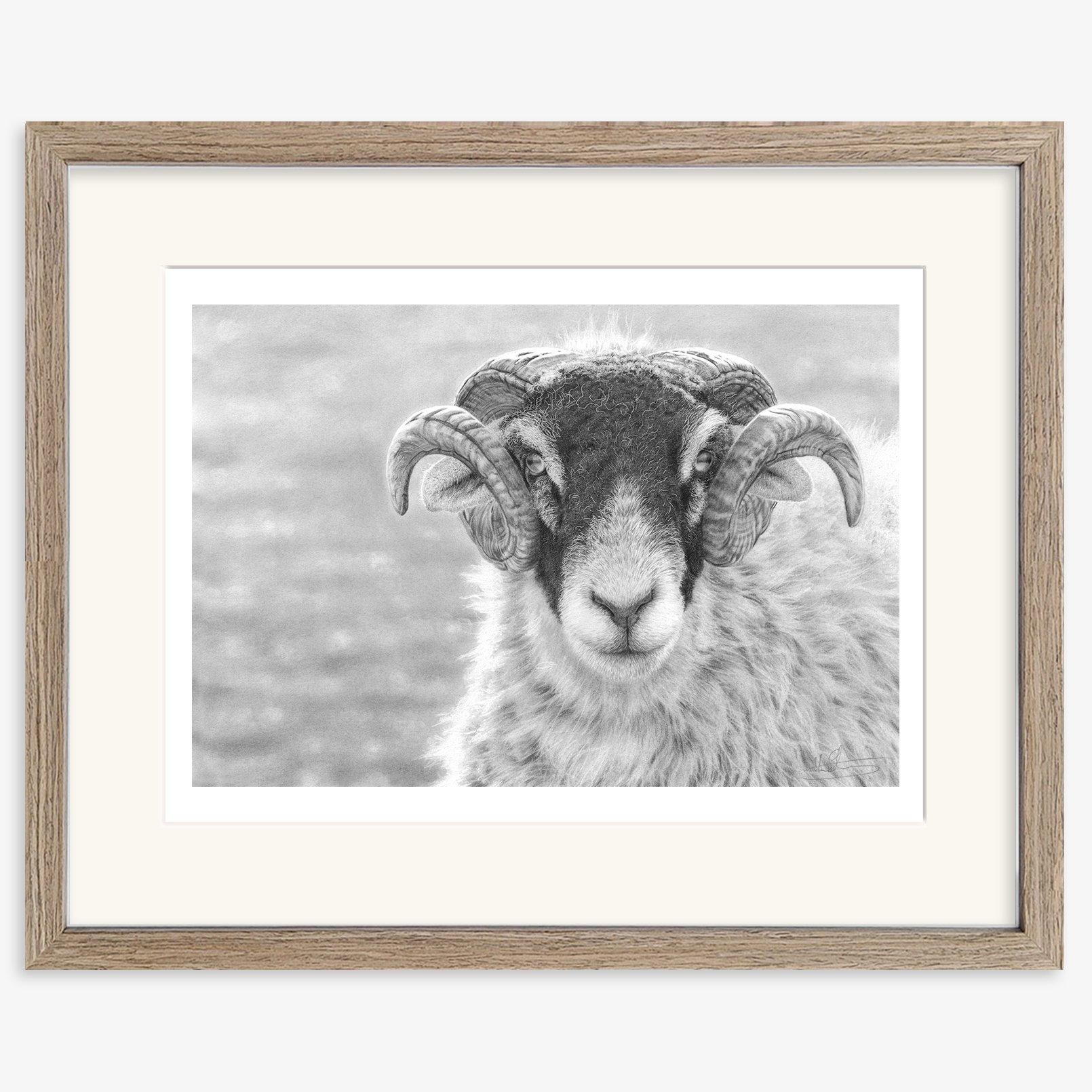 Swaledale_Tup_walnut.jpg