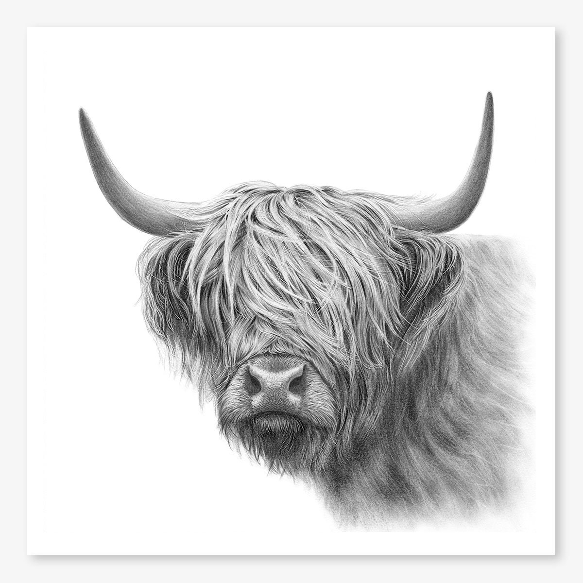 highland_cow_vi_floating.jpg