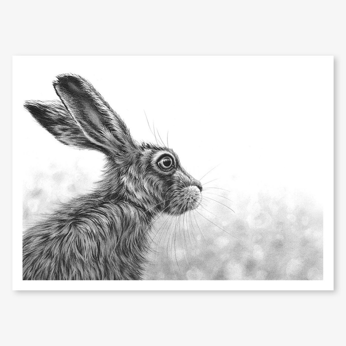 Hare_Listening_II_floating.jpg