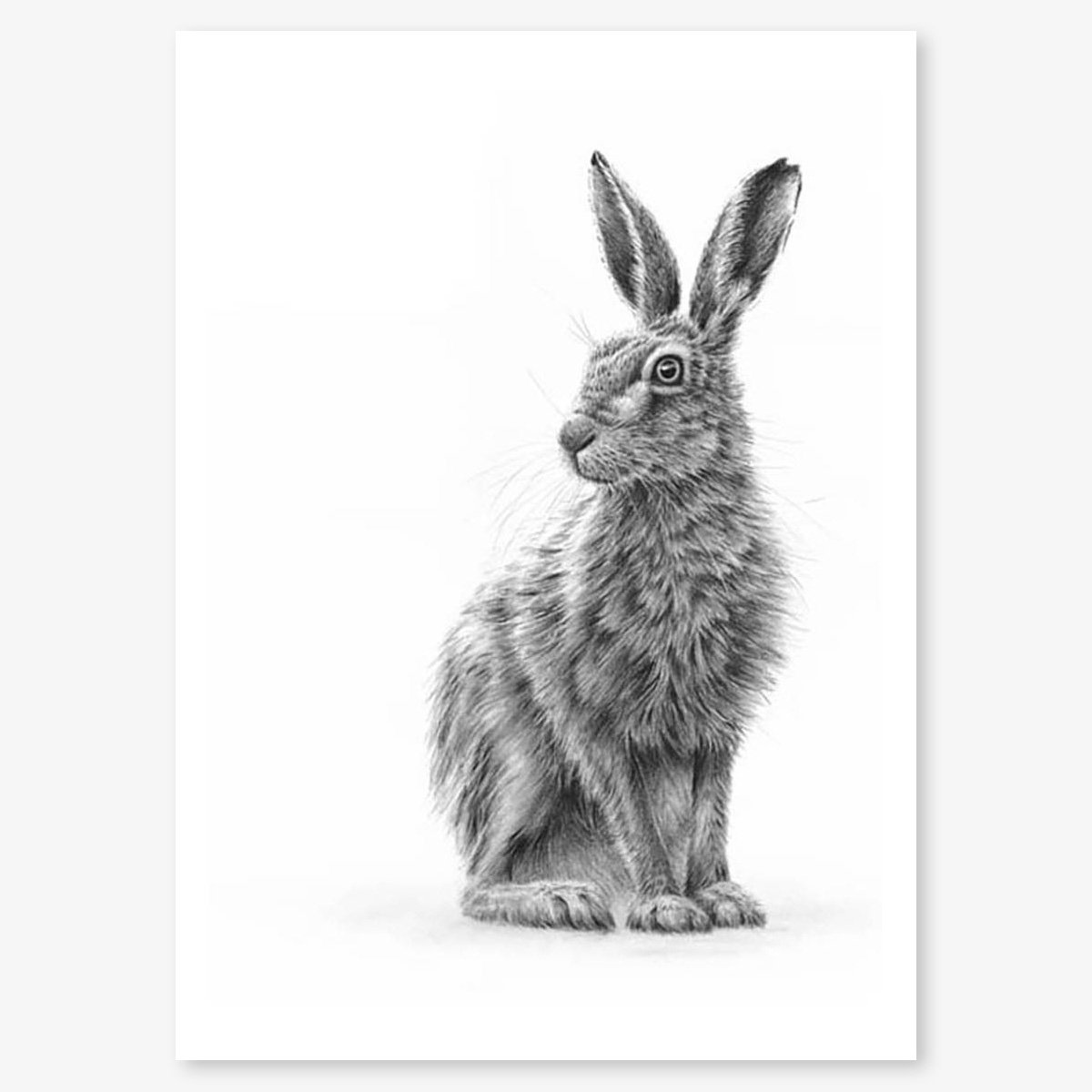 sitting_hare_1_floating.jpg