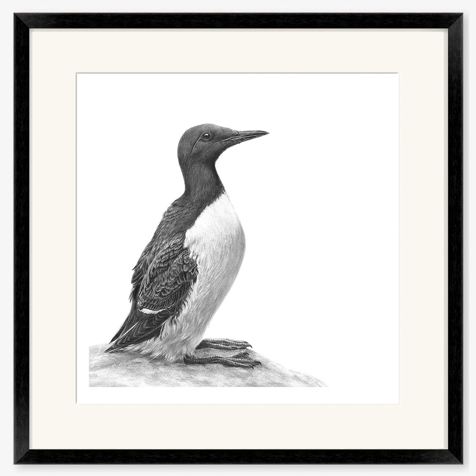 guillemot_web_2_black.jpg