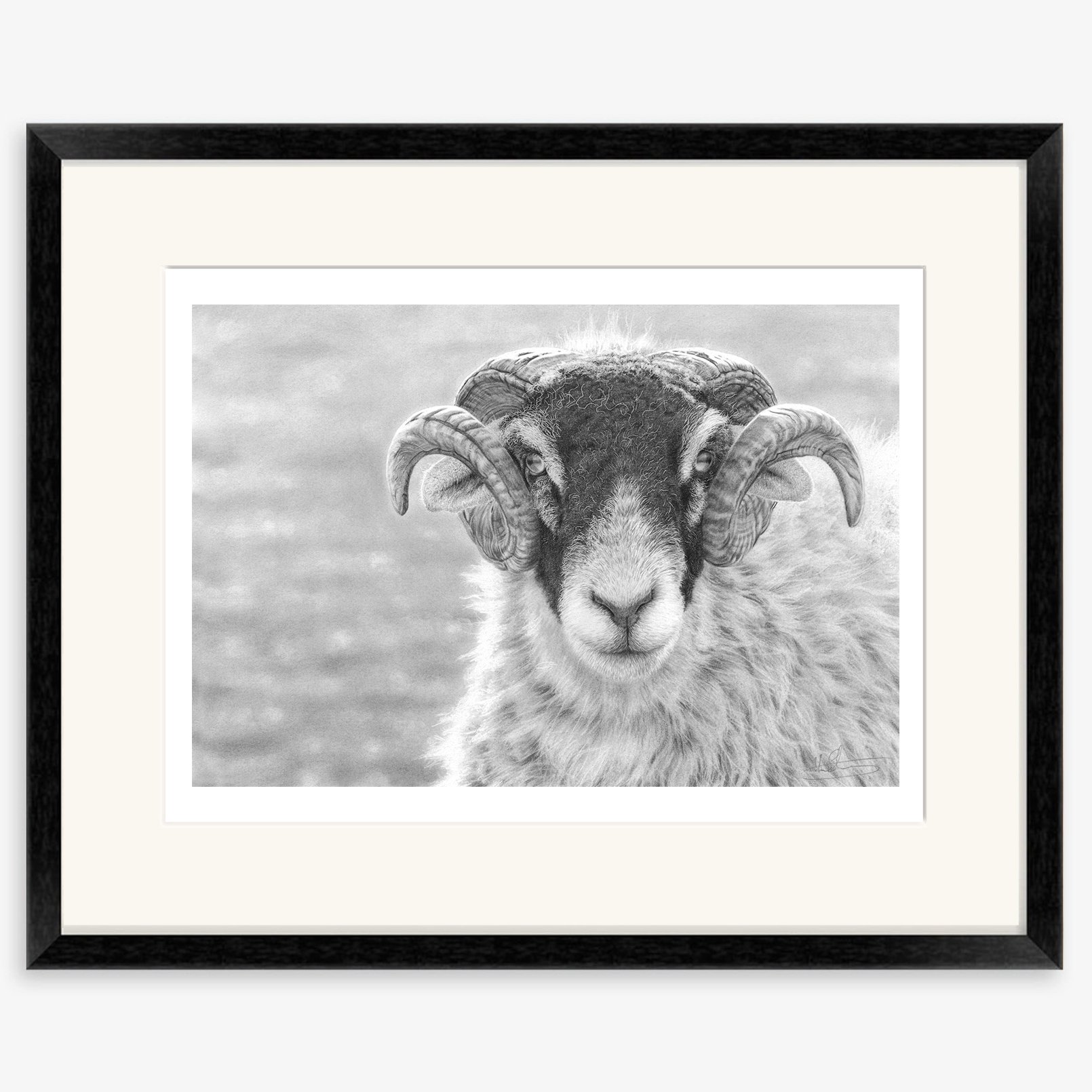 Swaledale_Tup_black.jpg