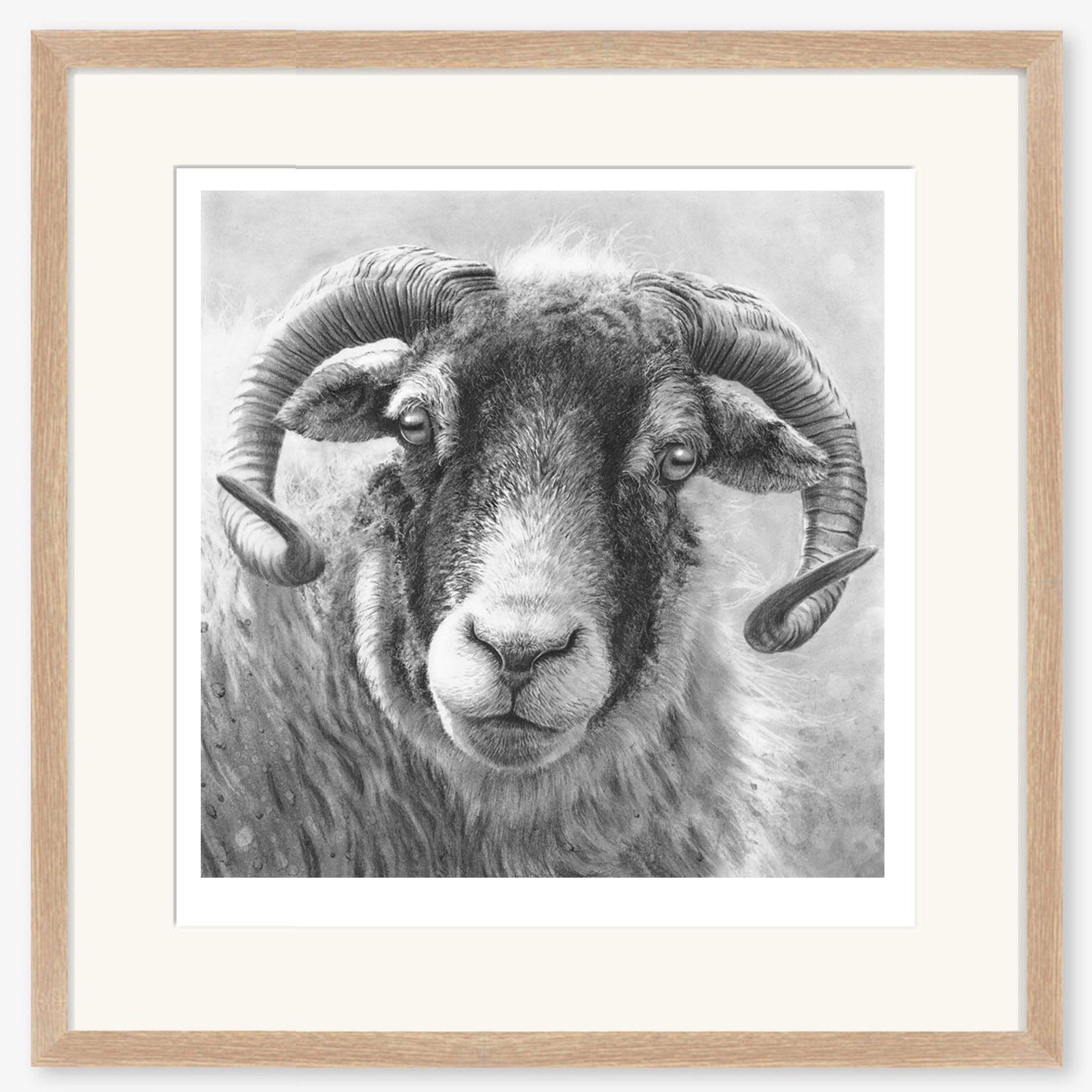 swaledale_ewe_III_thin_oak_framed_square_flat.jpg