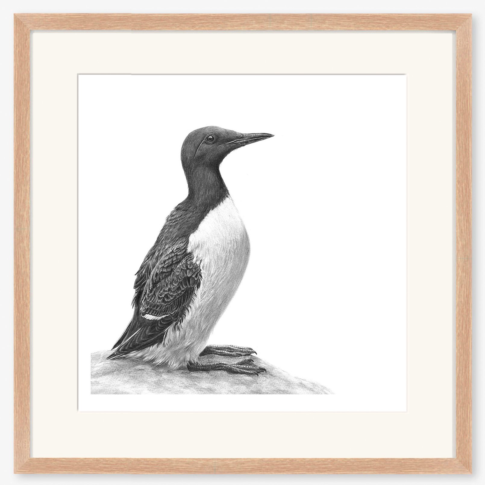 guillemot_web_2_oak.jpg