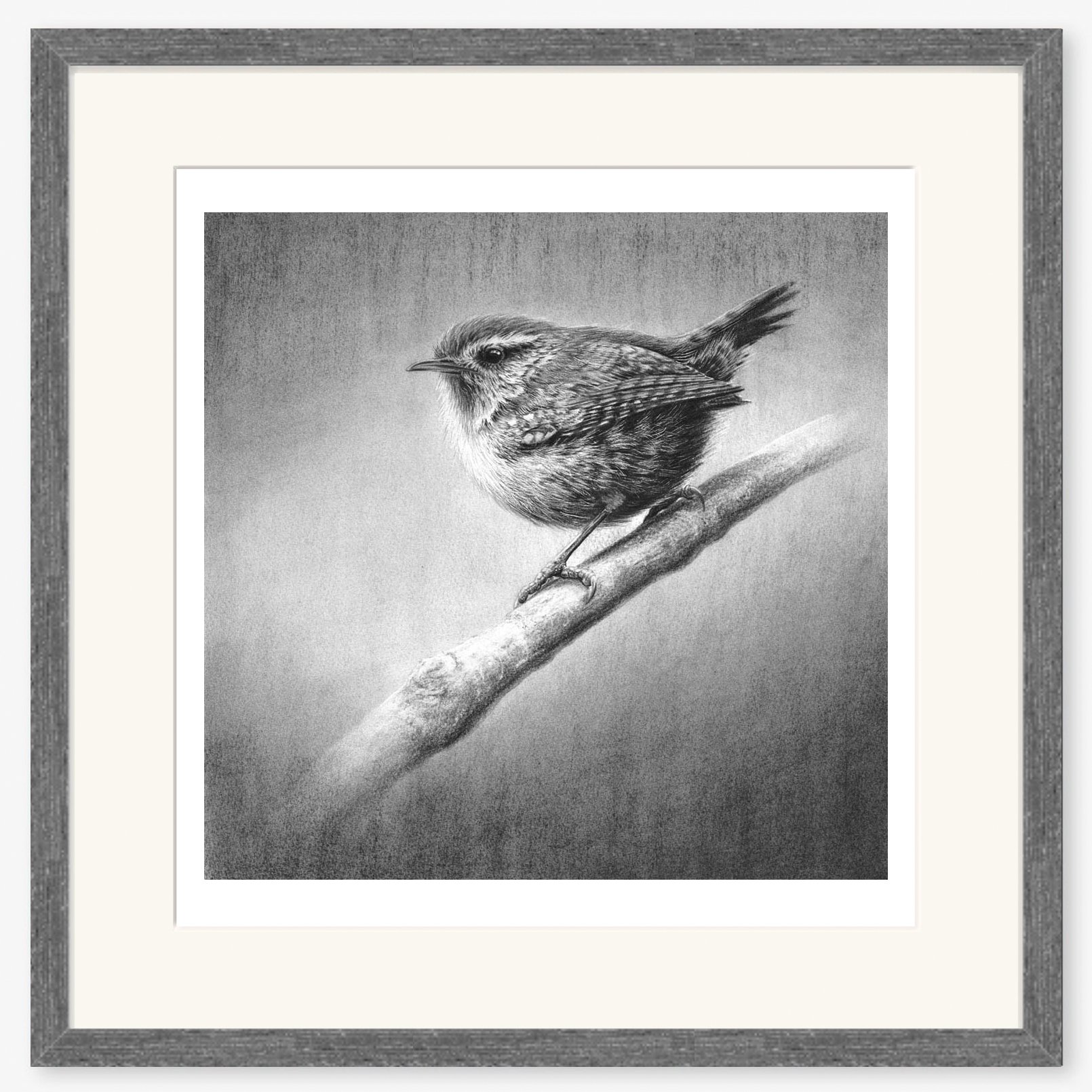 wren_II_charcoal.jpg