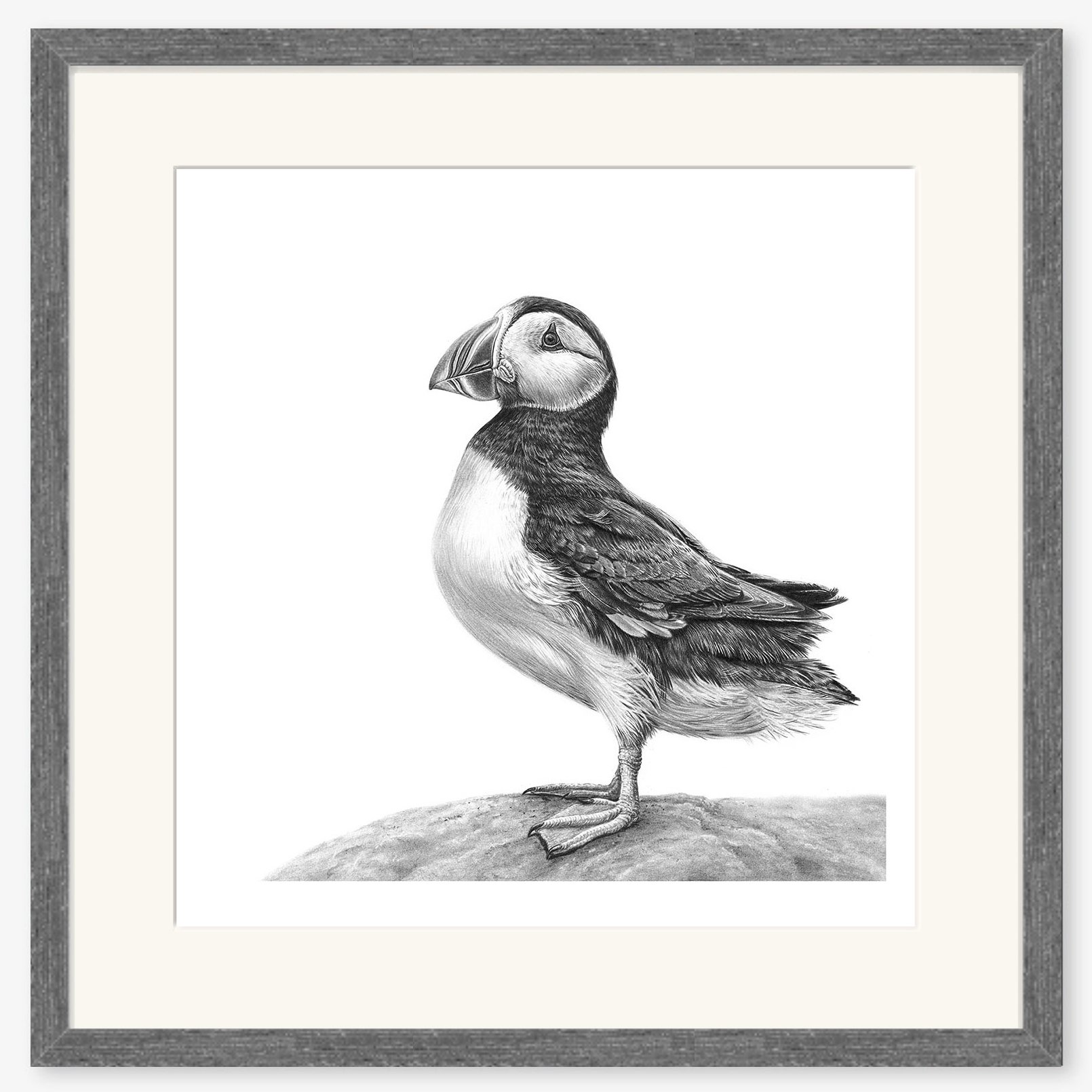 Puffin_charcoal.jpg
