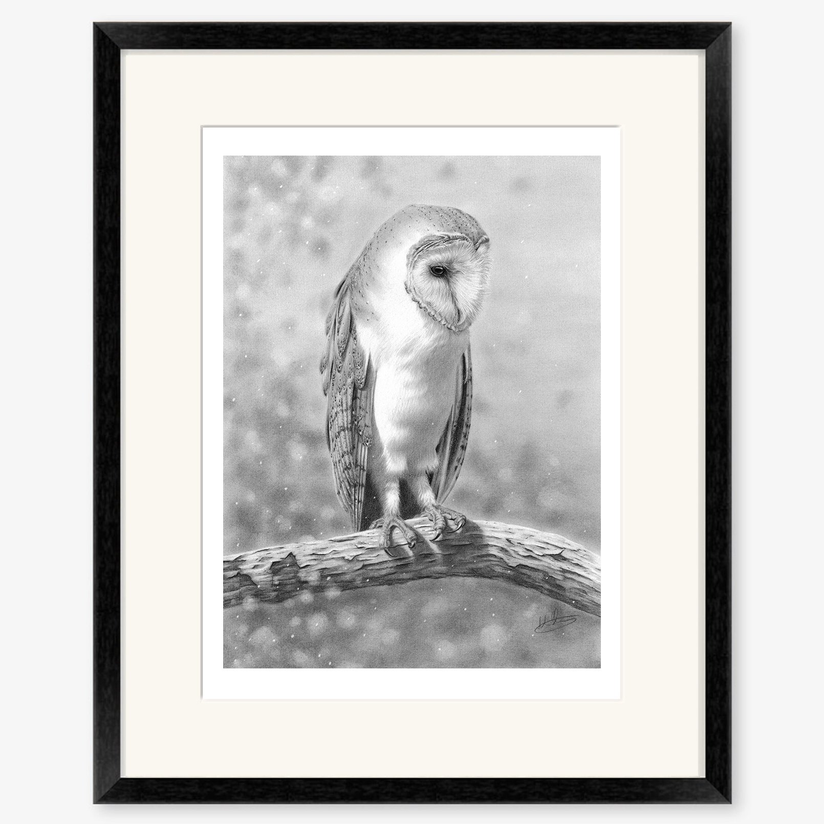 barn_owl_on_birch_black.jpg