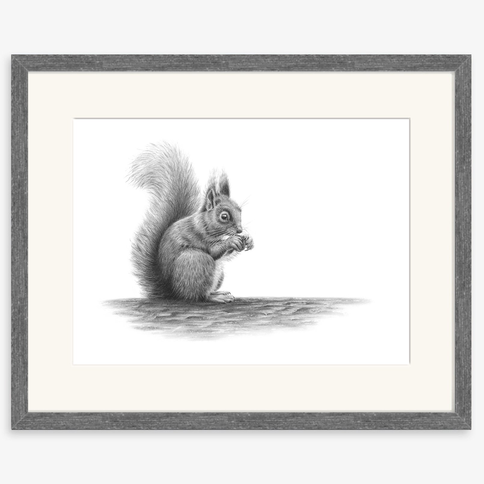 red_squirrel_charcoal.jpg