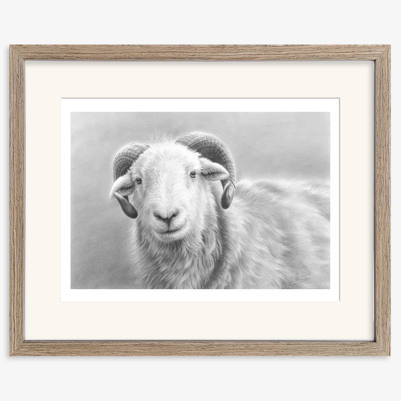 herdwick_tup_walnut.jpg