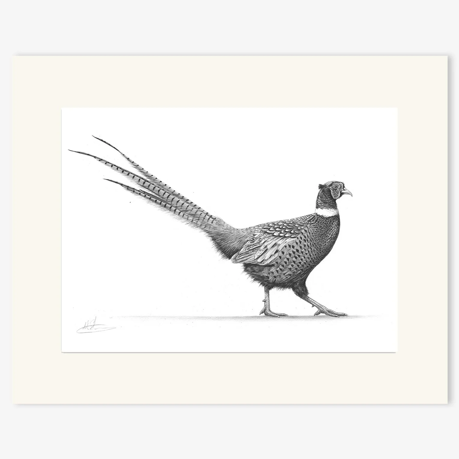 strutting pheasant_IV_mounted.jpg