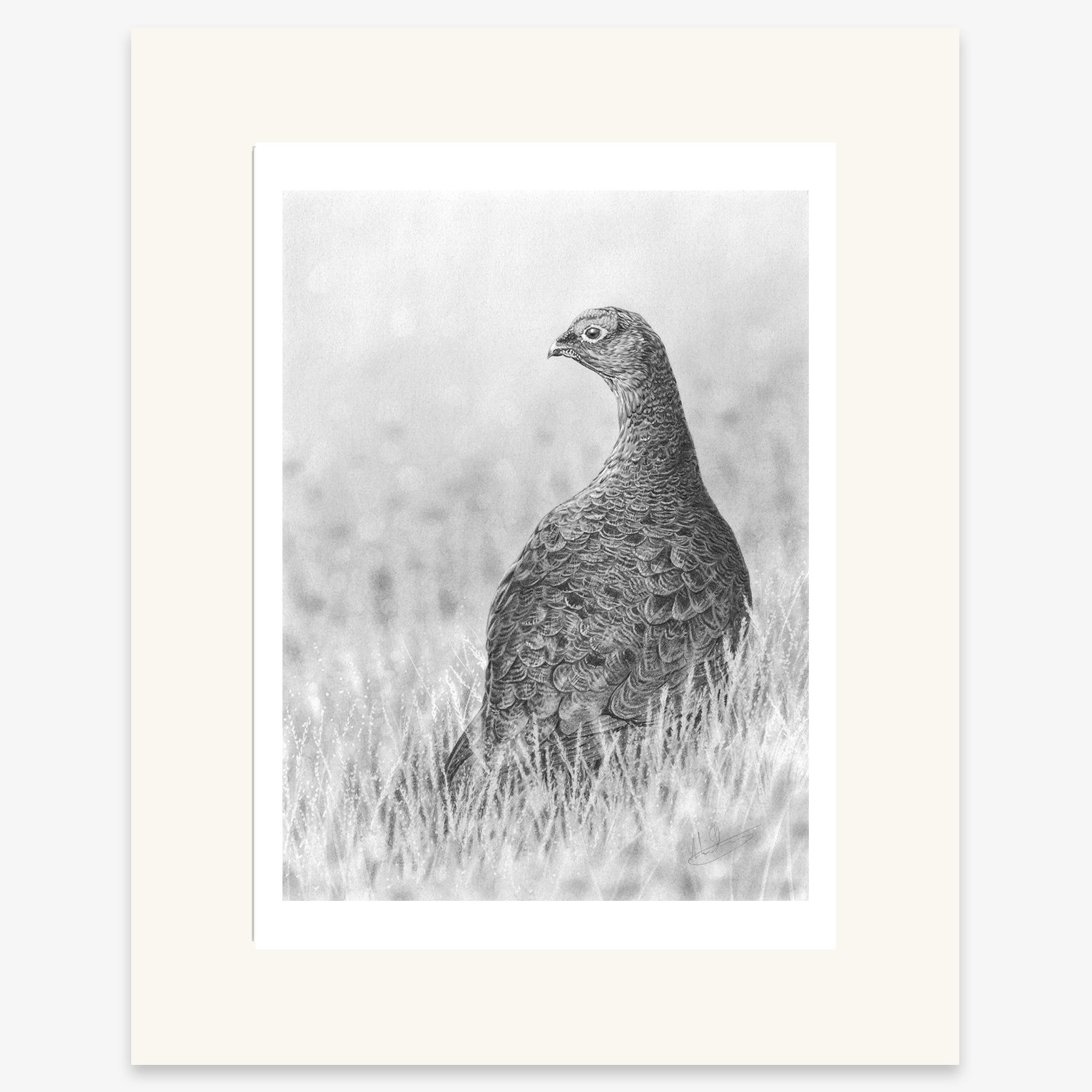 red_grouse_mounted.jpg