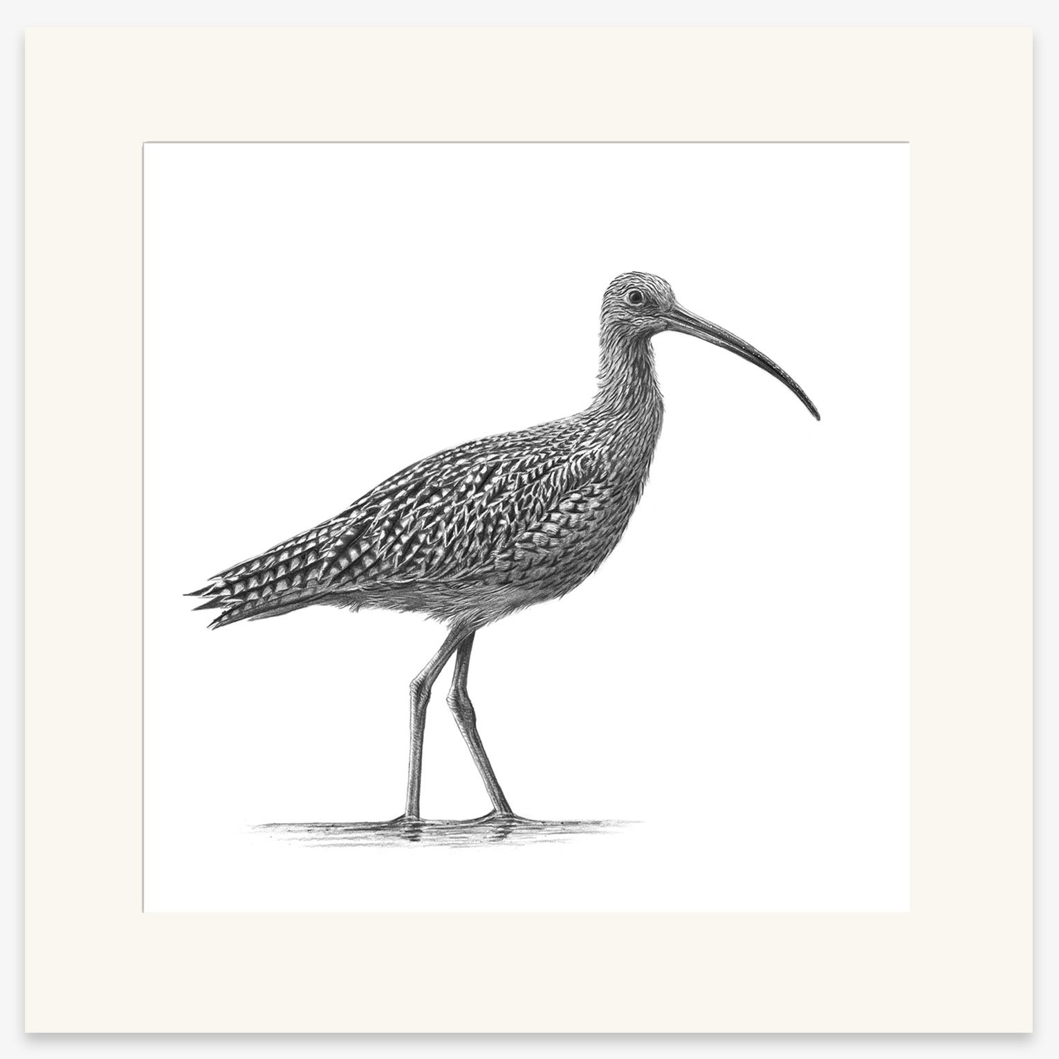 Curlew_II_mounted.jpg