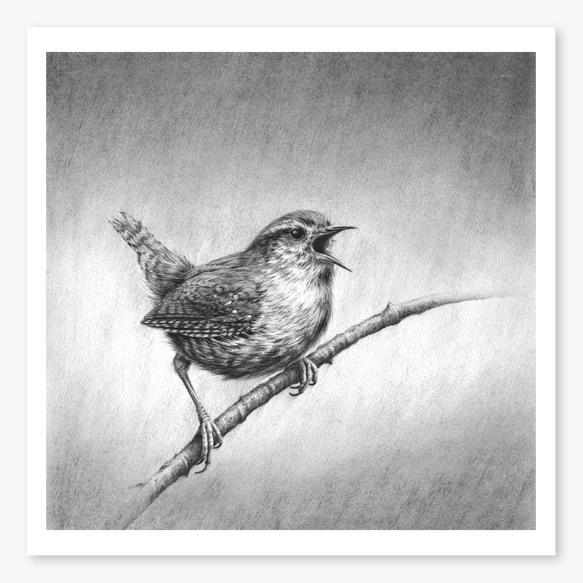 wren_I_floating.jpg