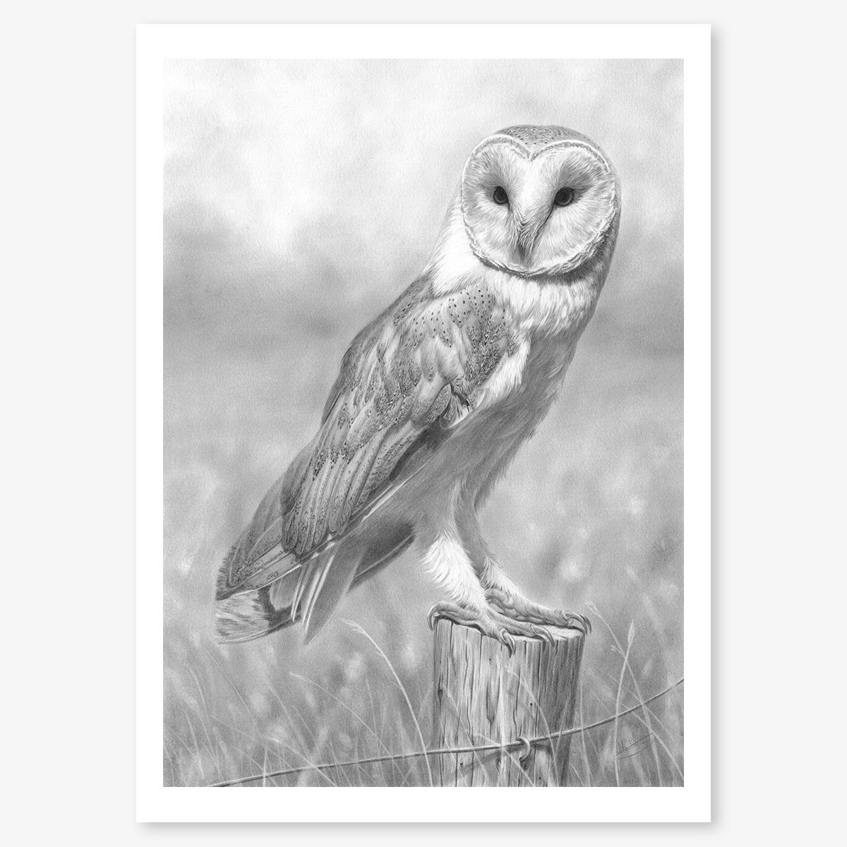 Barn Owl_floating.jpg