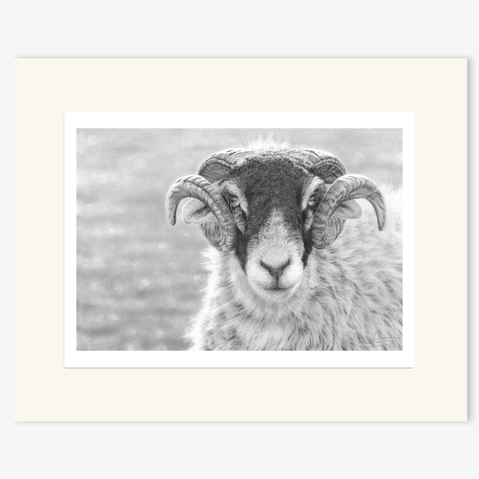 Swaledale_Tup_mounted.jpg