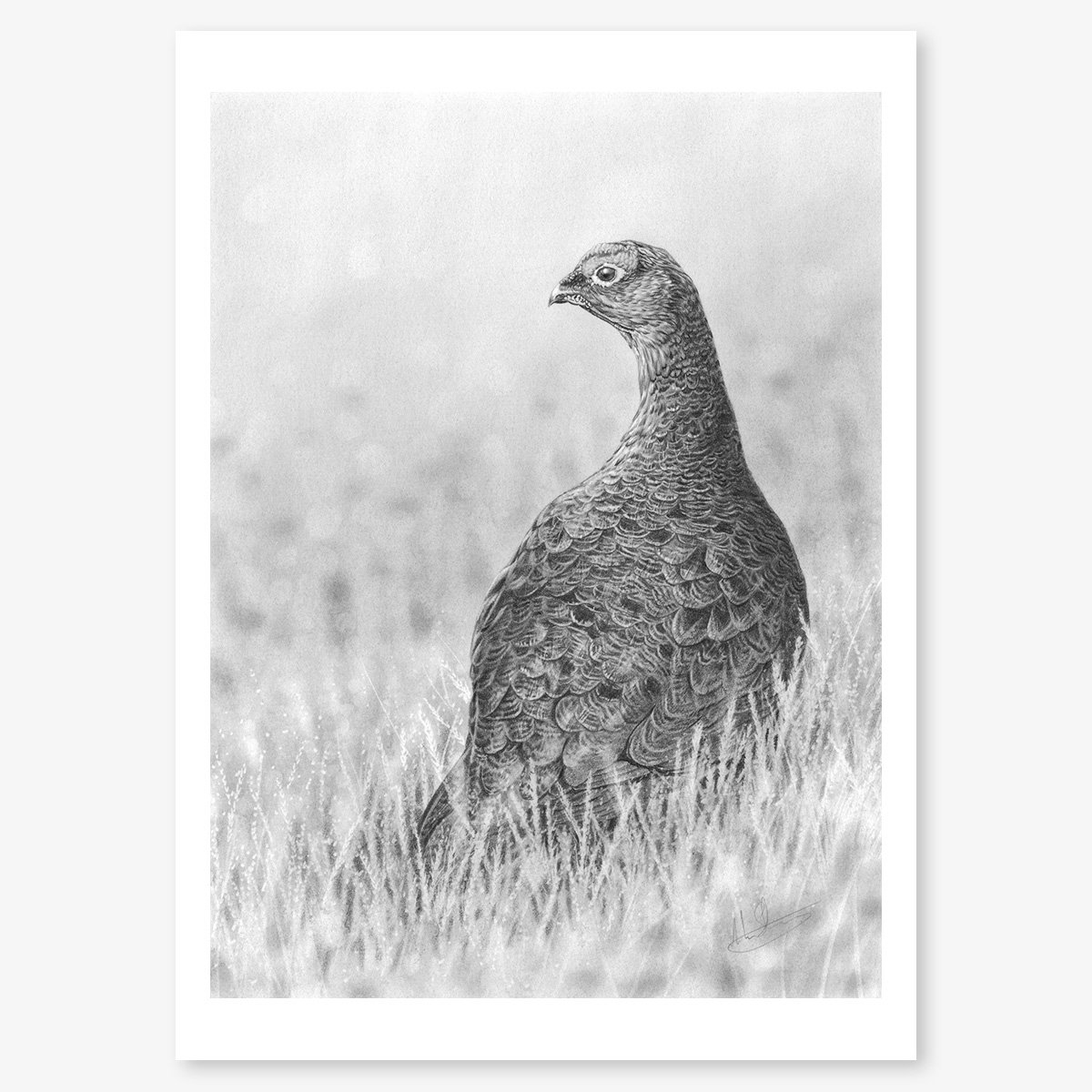 red_grouse_floating.jpg