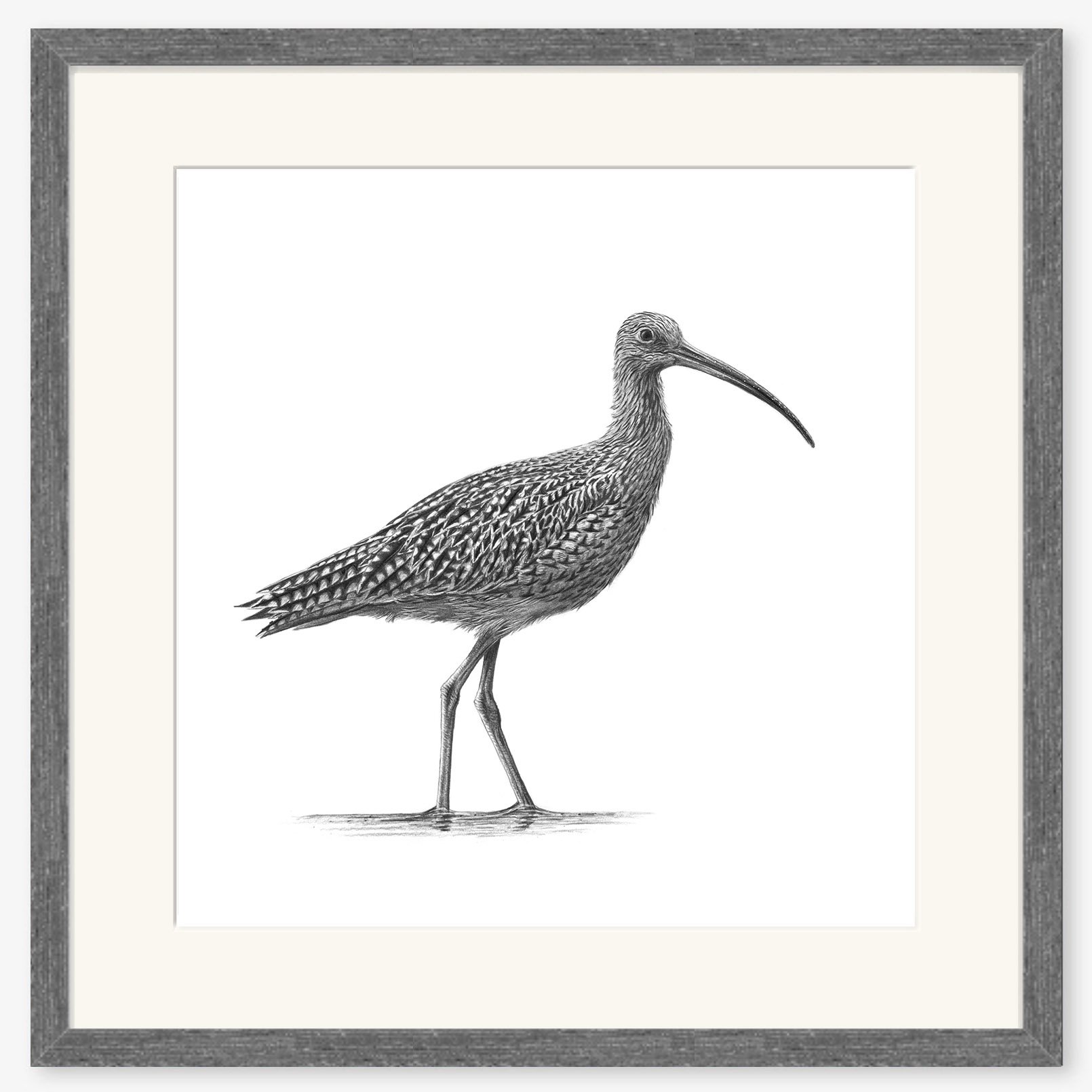 Curlew_II_charcoal.jpg
