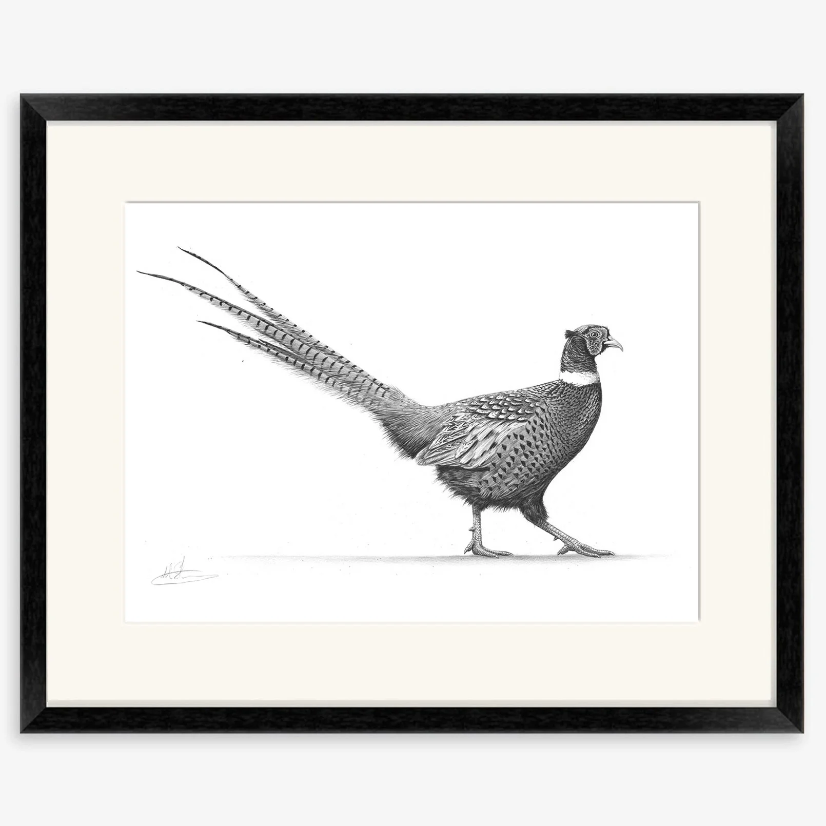 strutting pheasant_IV_black.jpg