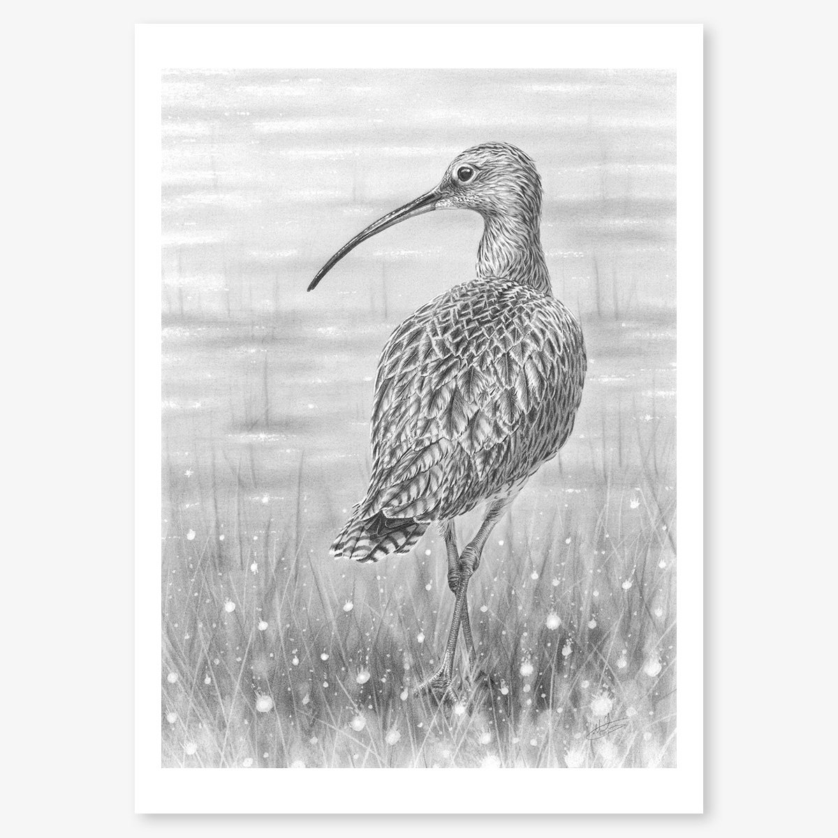 Curlew_floating.jpg