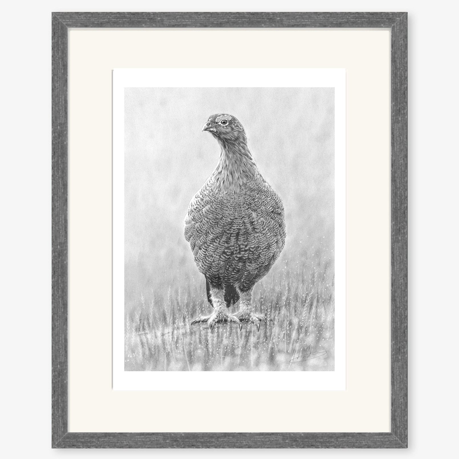 red_grouse_in_heather_charcoal.jpg