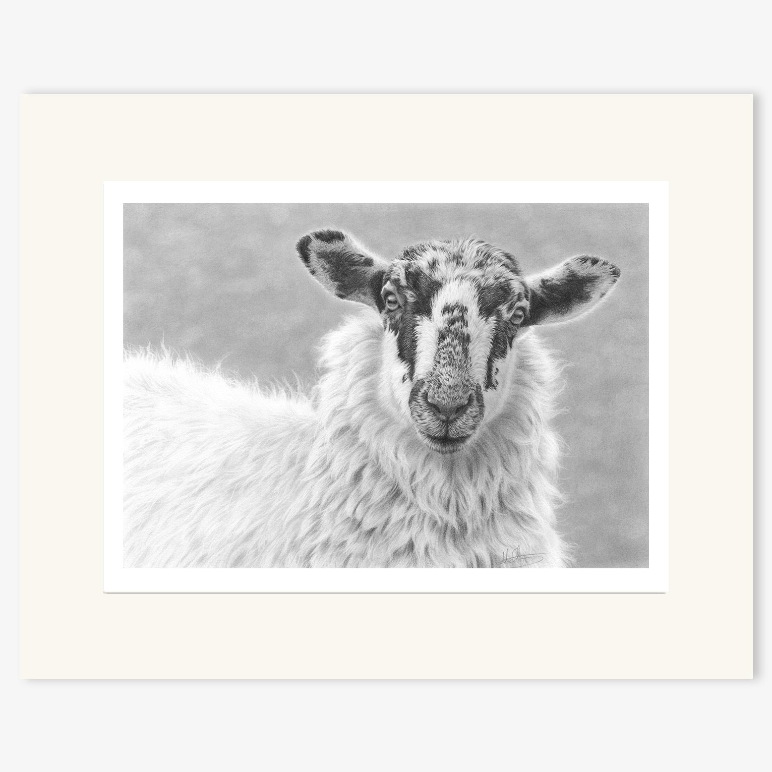 Mule_portrait_sheep_mounted.jpg