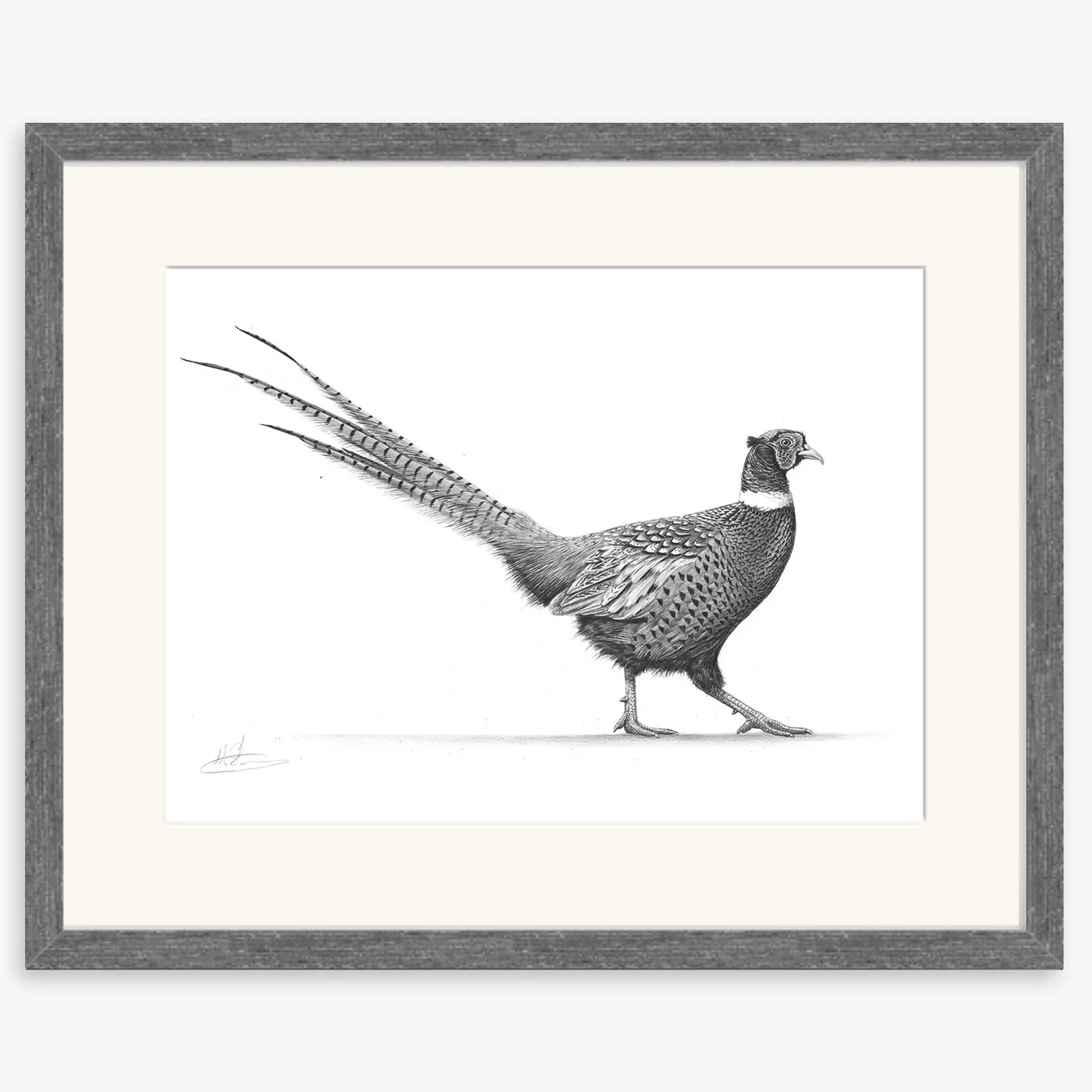 strutting pheasant_IV_charcoal.jpg