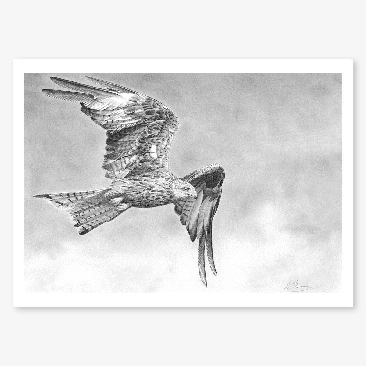 red_kite_floating.jpg