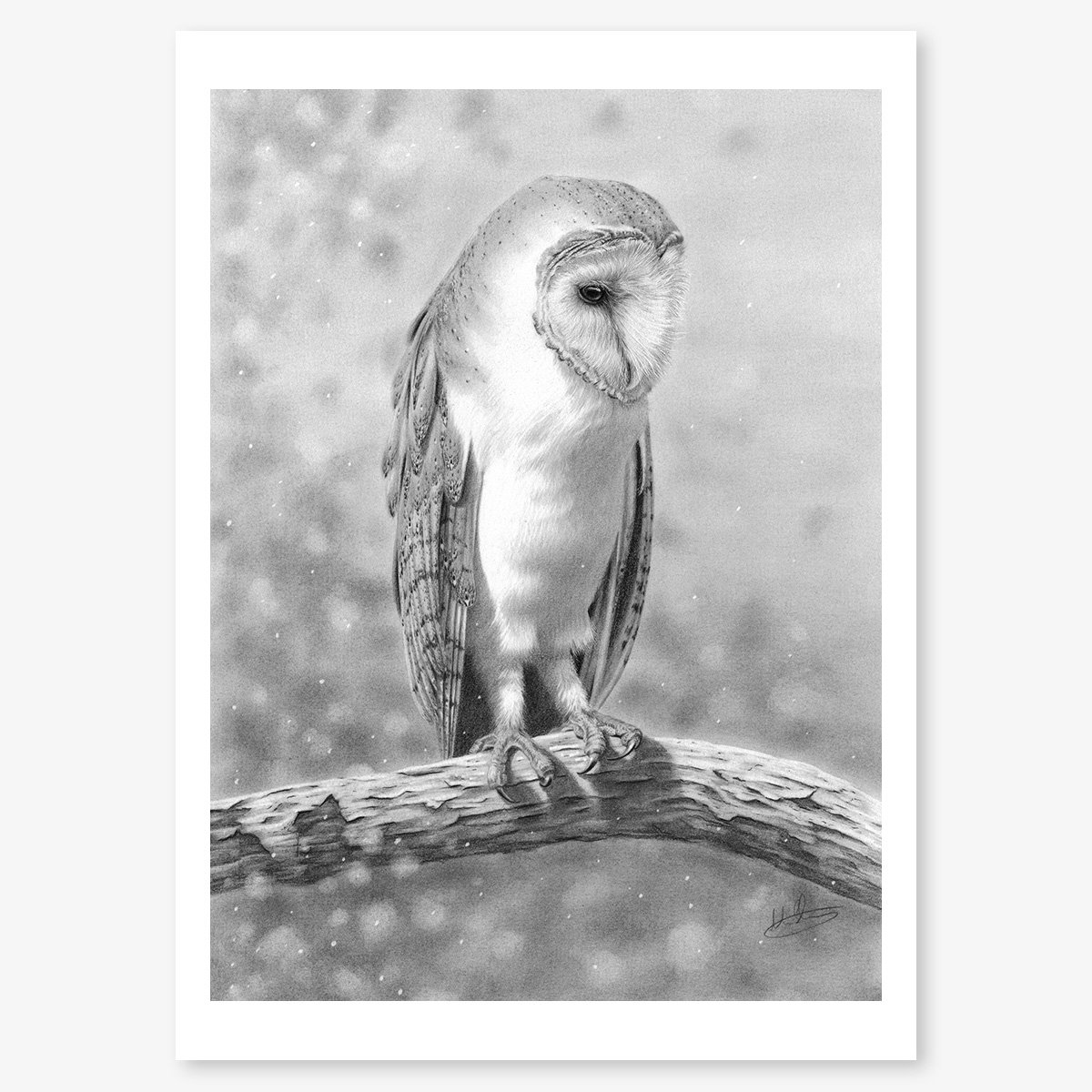 barn_owl_on_birch_floating.jpg