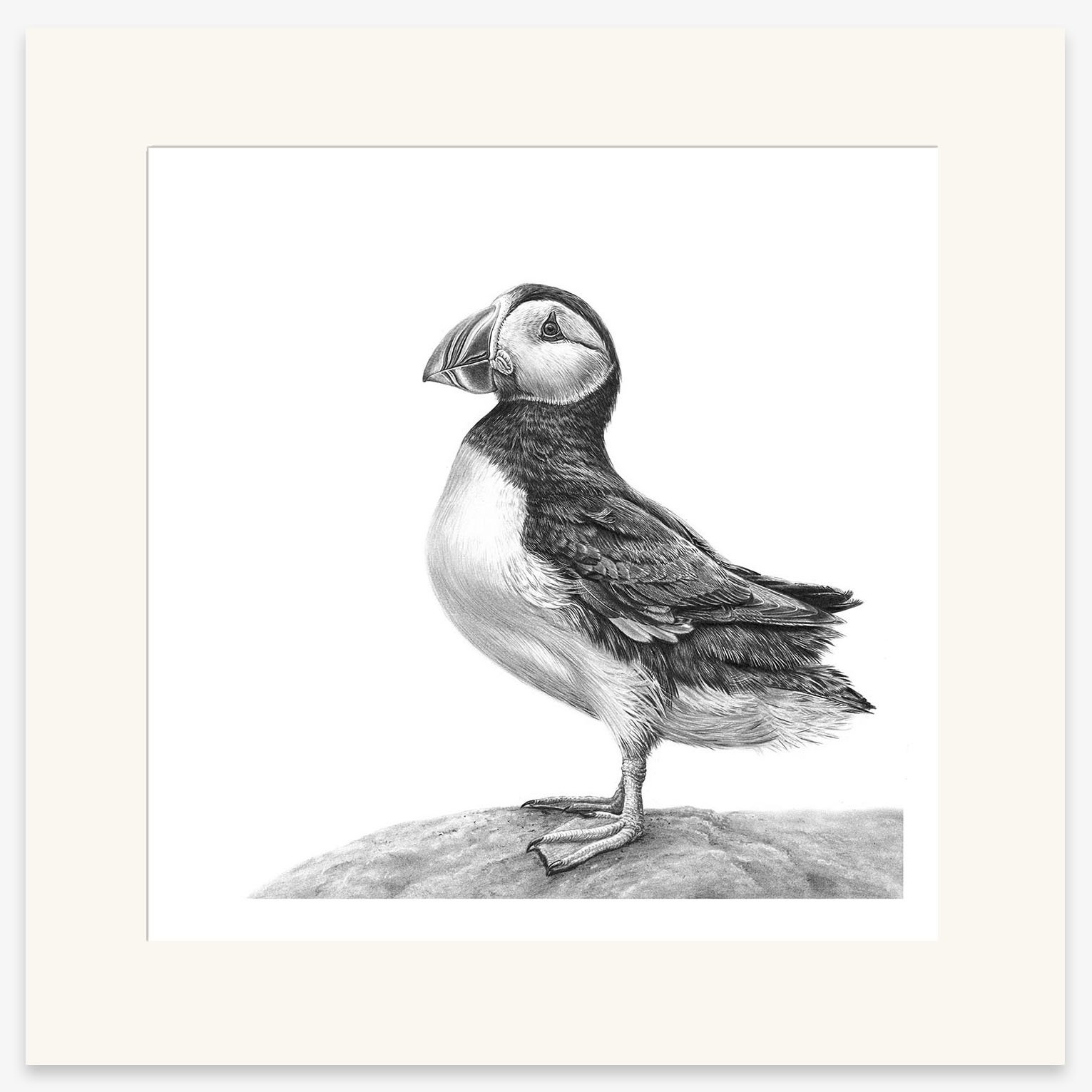 Puffin_mounted.jpg