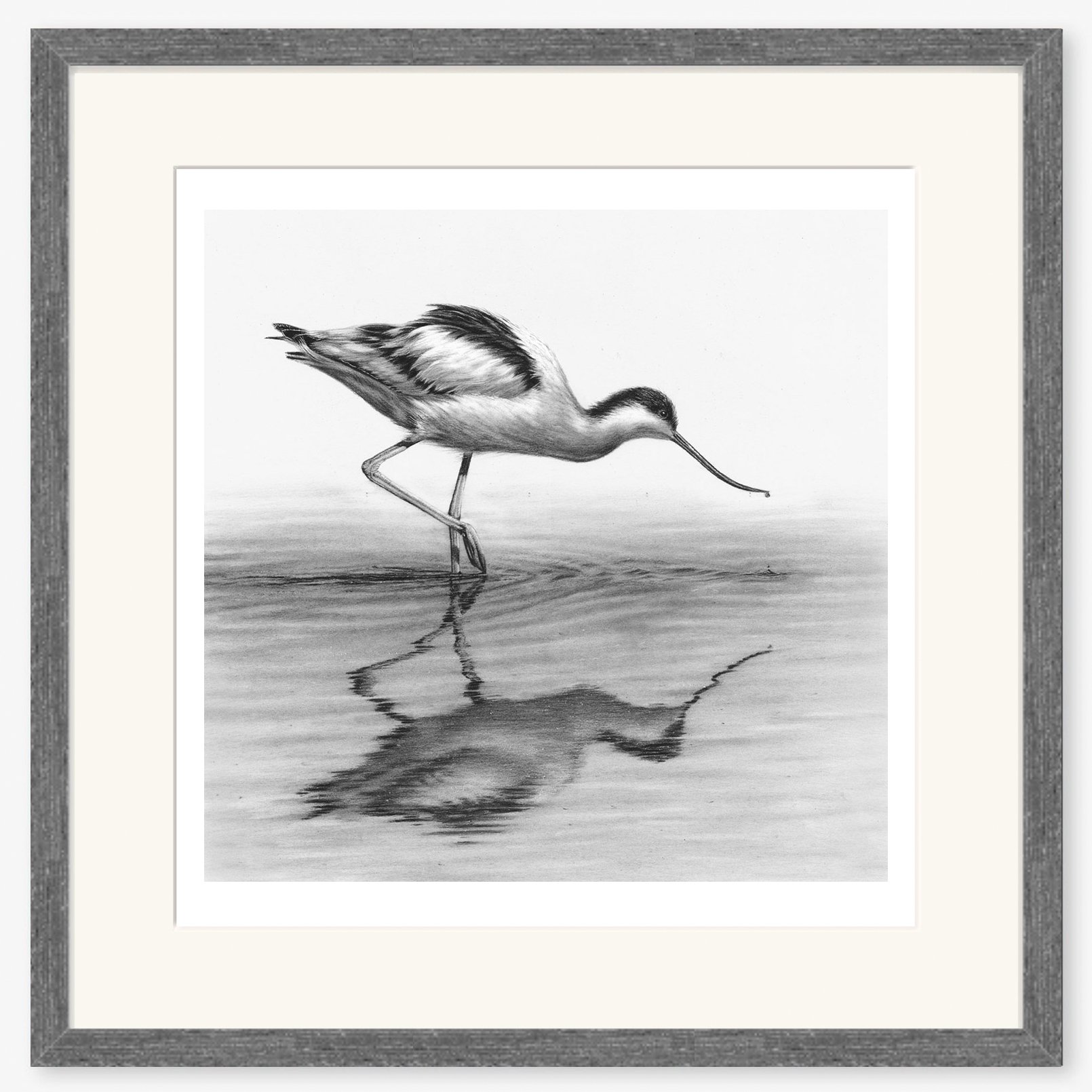 avocet_charcoal.jpg