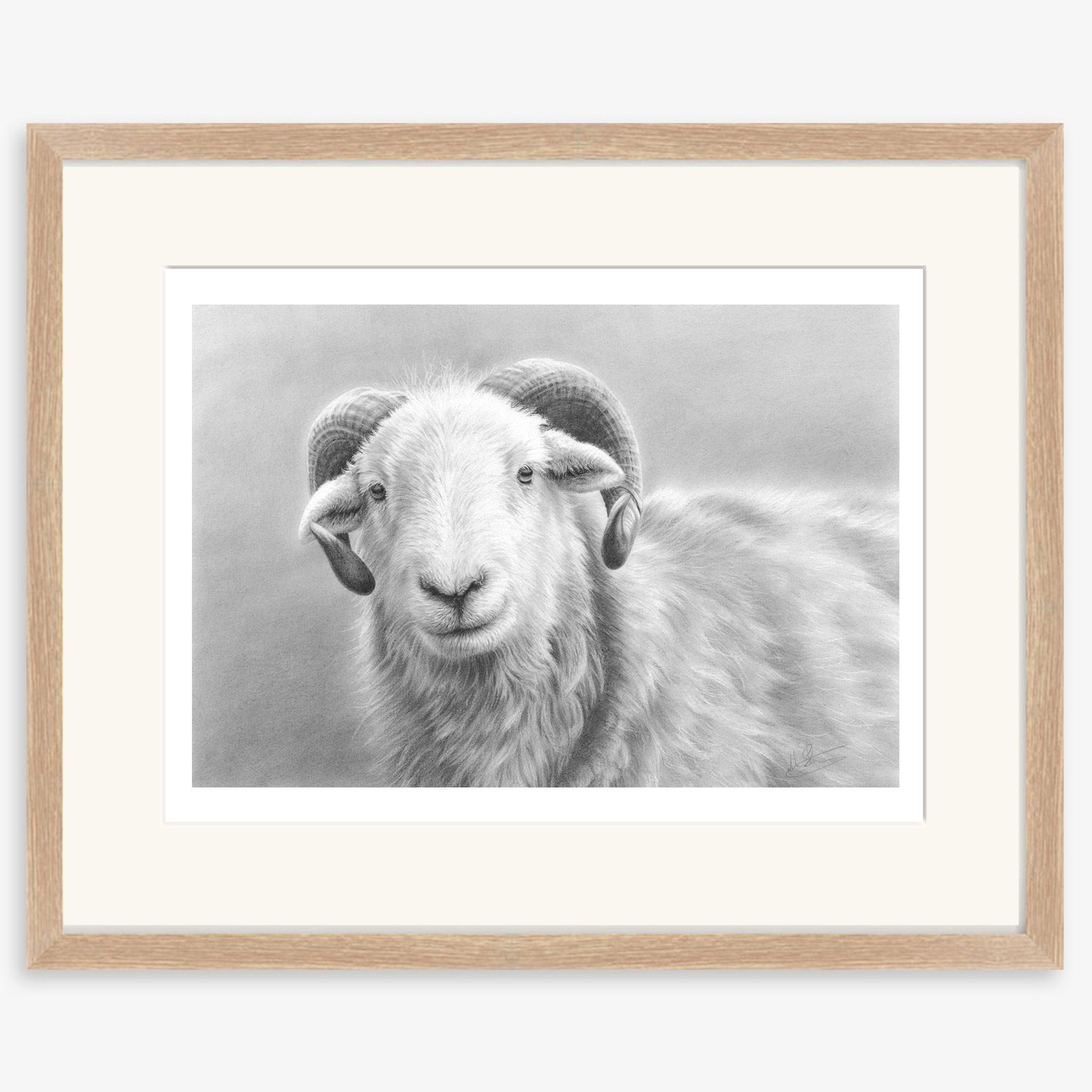 herdwick_tup_oak.jpg