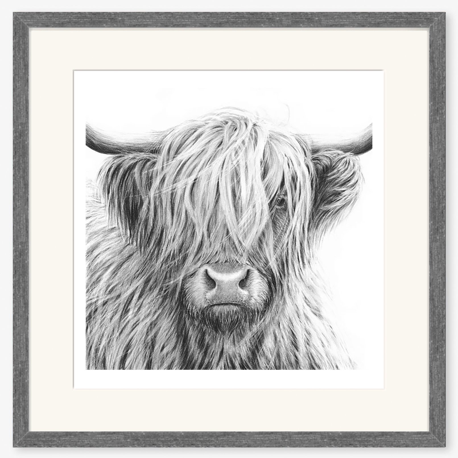 highland_cow_V copy_charcoal.jpg