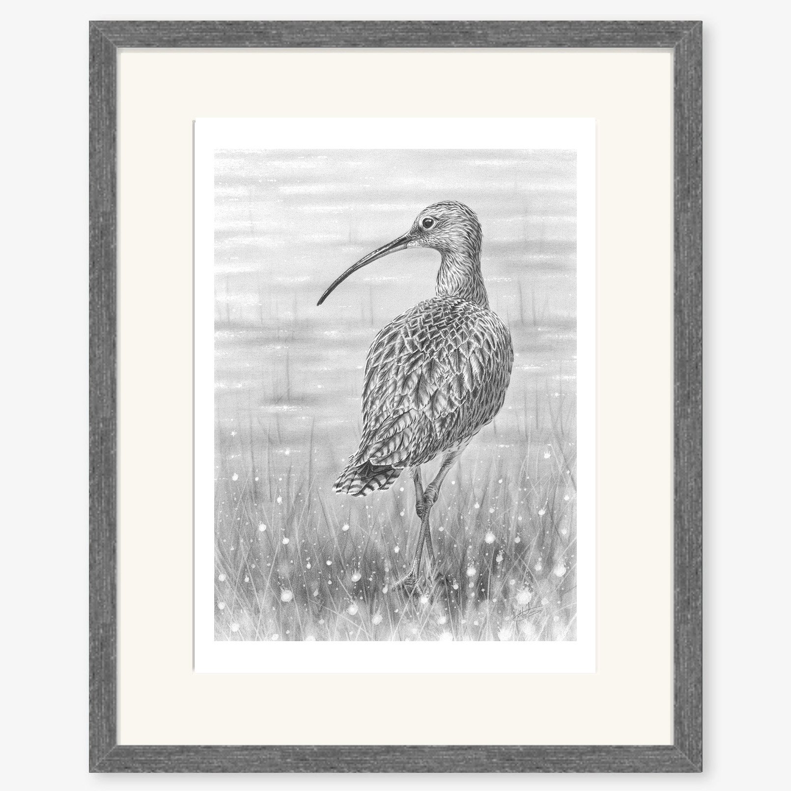 Curlew_charcoal.jpg