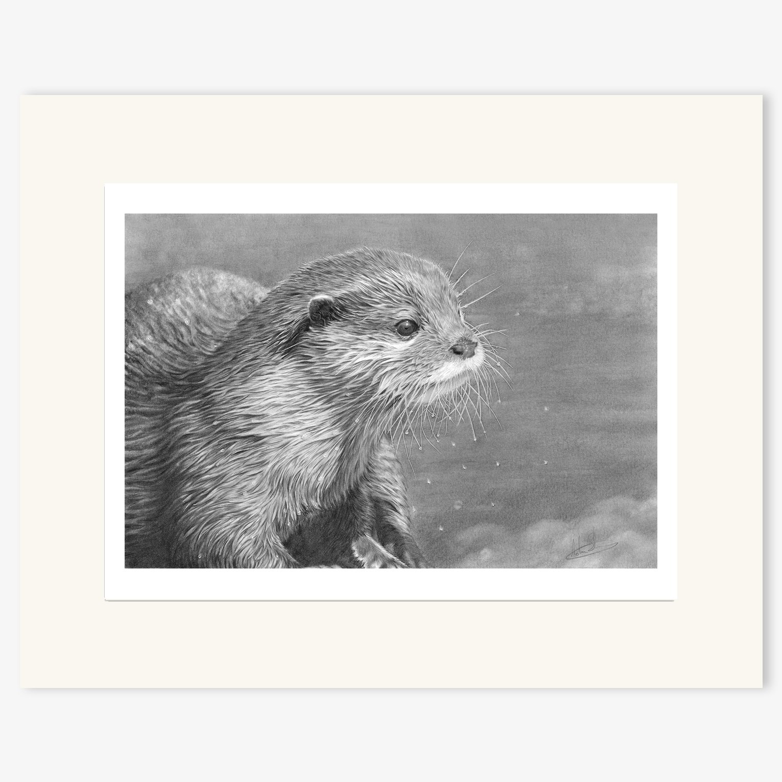 otter_study_mounted.jpg