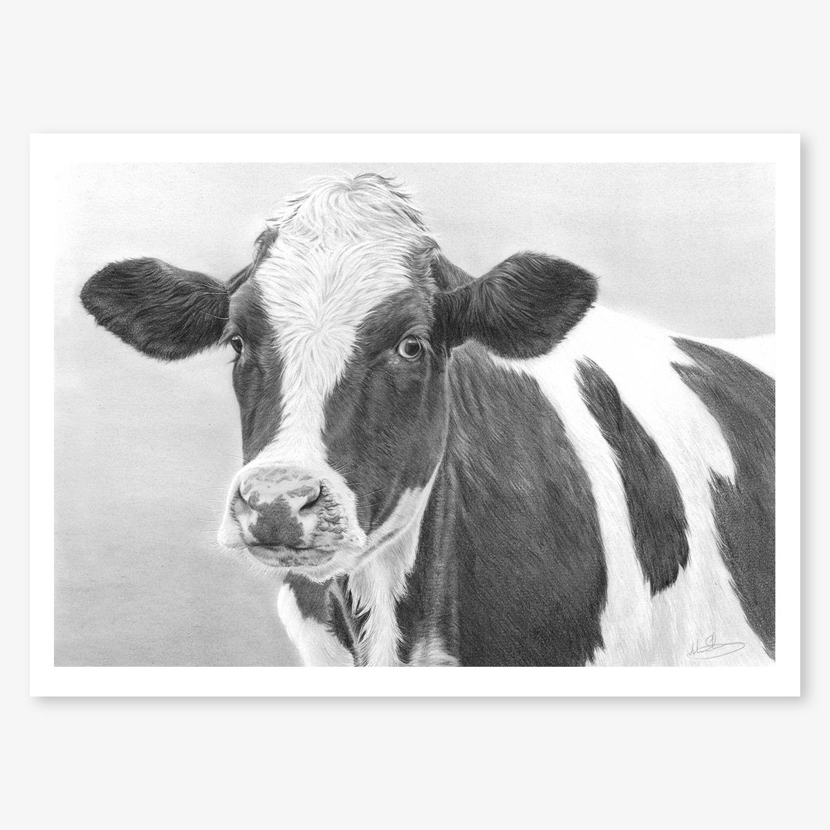friesian_heifer_floating.jpg