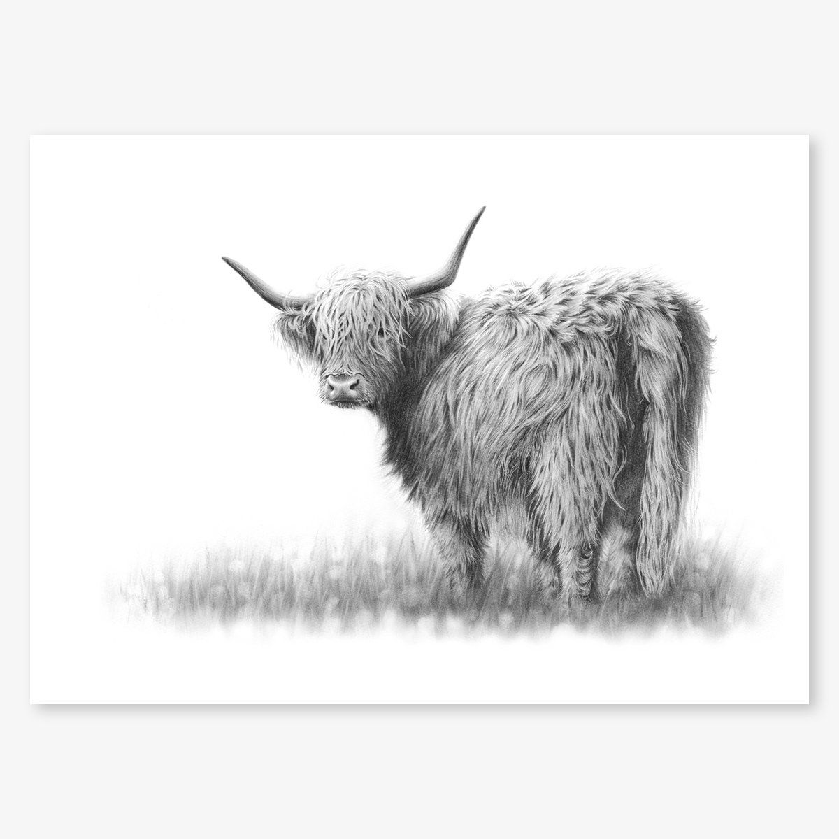 Highland_cow_III_floating.jpg