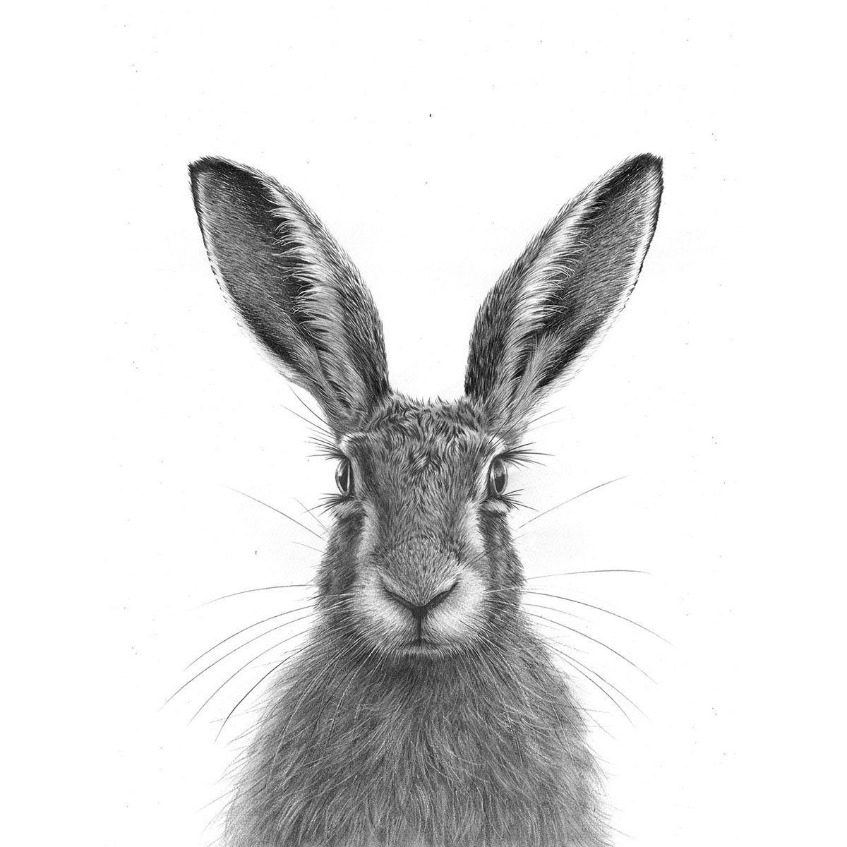 'Brown Hare IV''
